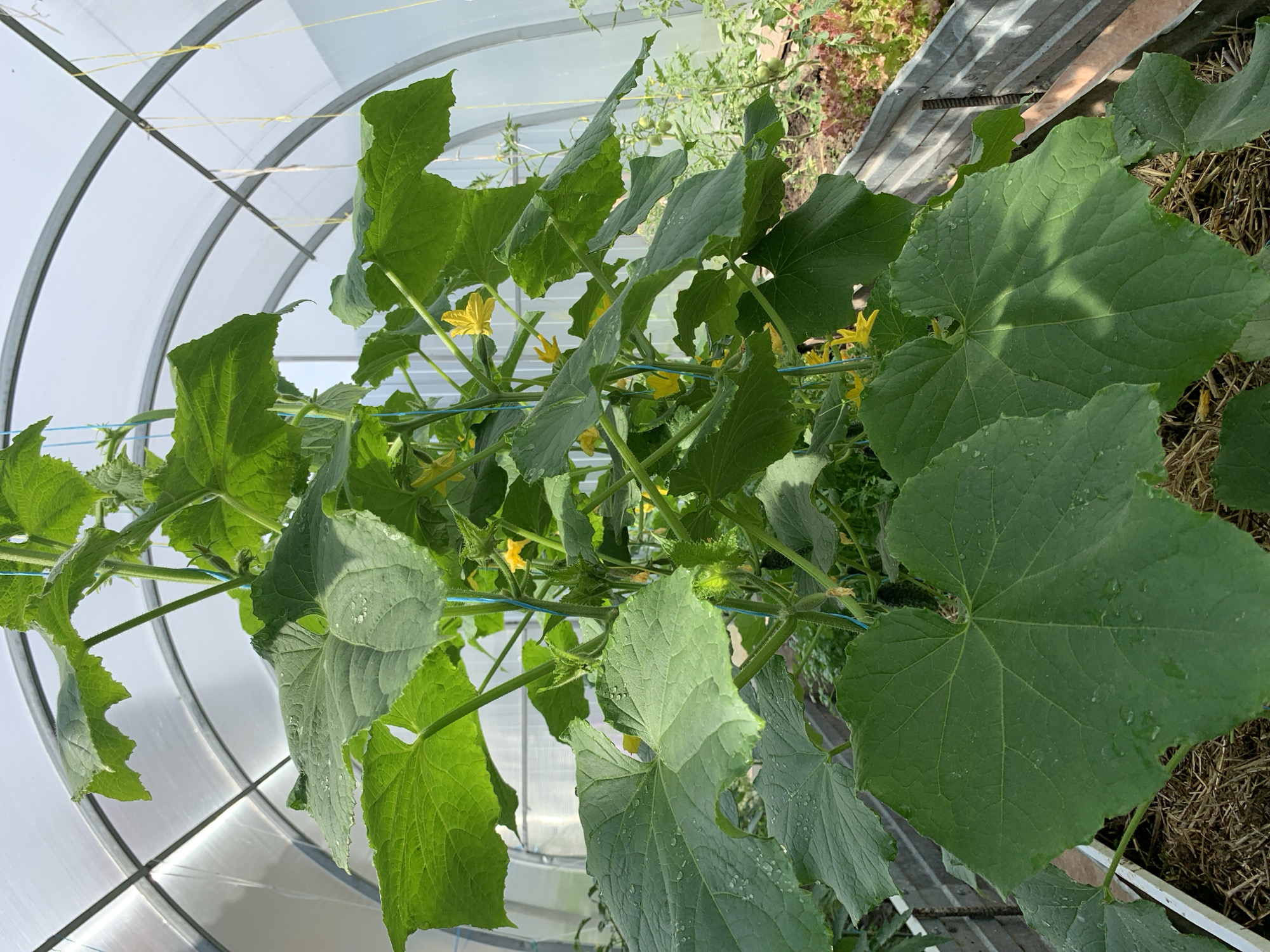 In a greenhouse in the village of Stolbishche, Russia, a cucumber plant is growing upwards, supported by blue twine. The plant has large, green, lobed leaves, some of which are dotted with water droplets. Small yellow cucumber flowers are visible on the plant, along with developing cucumbers. The greenhouse structure with its translucent roof and metal supports is visible in the background. To the right, other plants, including what appears to be lettuce and tomato plants, are growing in raised beds. The floor of the greenhouse is covered with straw.