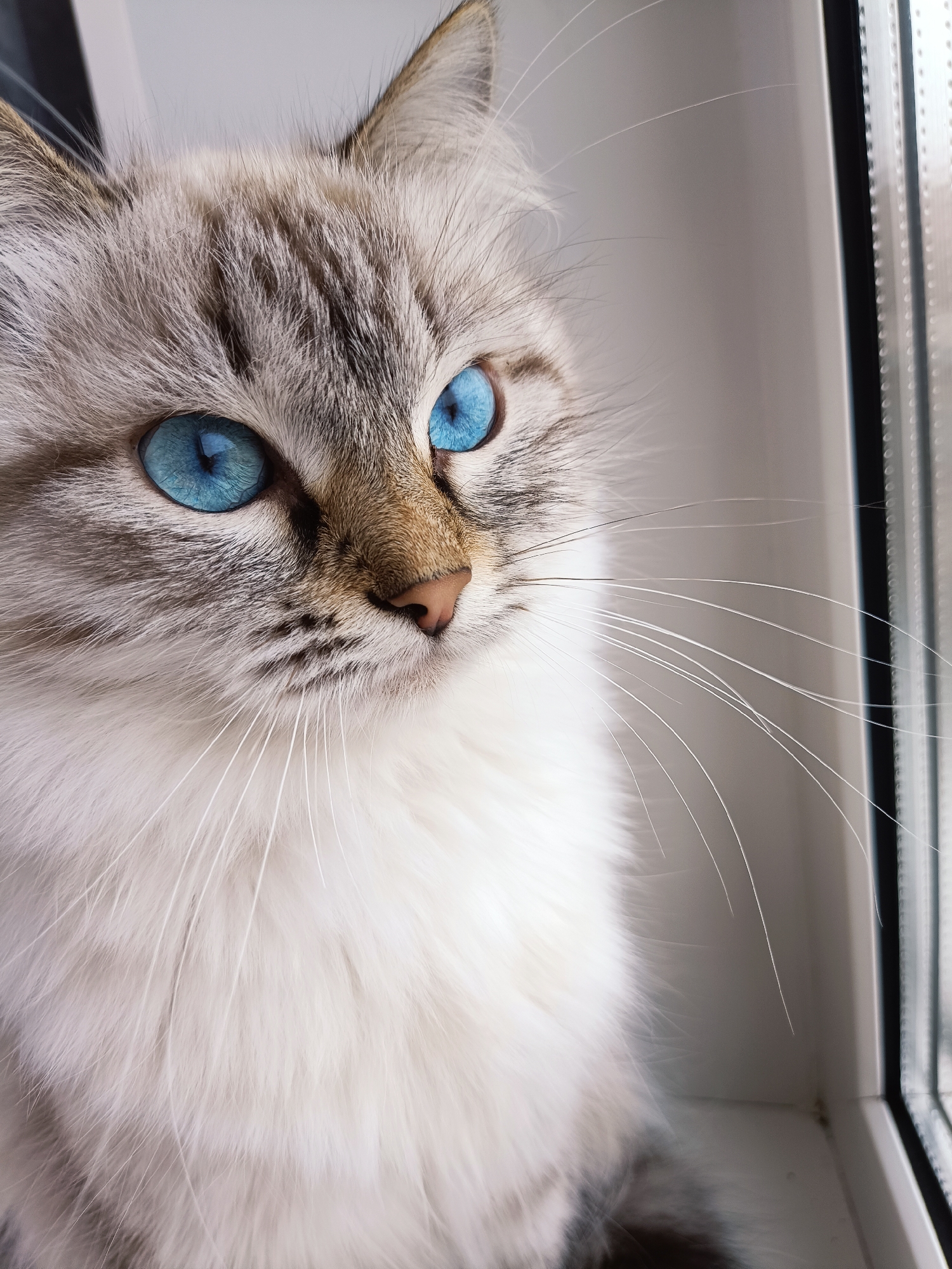 A close-up, medium-shot photograph depicts a light-colored cat with striking blue eyes. The cat's fur is a mix of white, grey, and light brown, particularly around its face and ears. The cat appears to be sitting near a window, as evidenced by the window frame visible on the right side of the image. The cat is looking towards the right side of the frame.