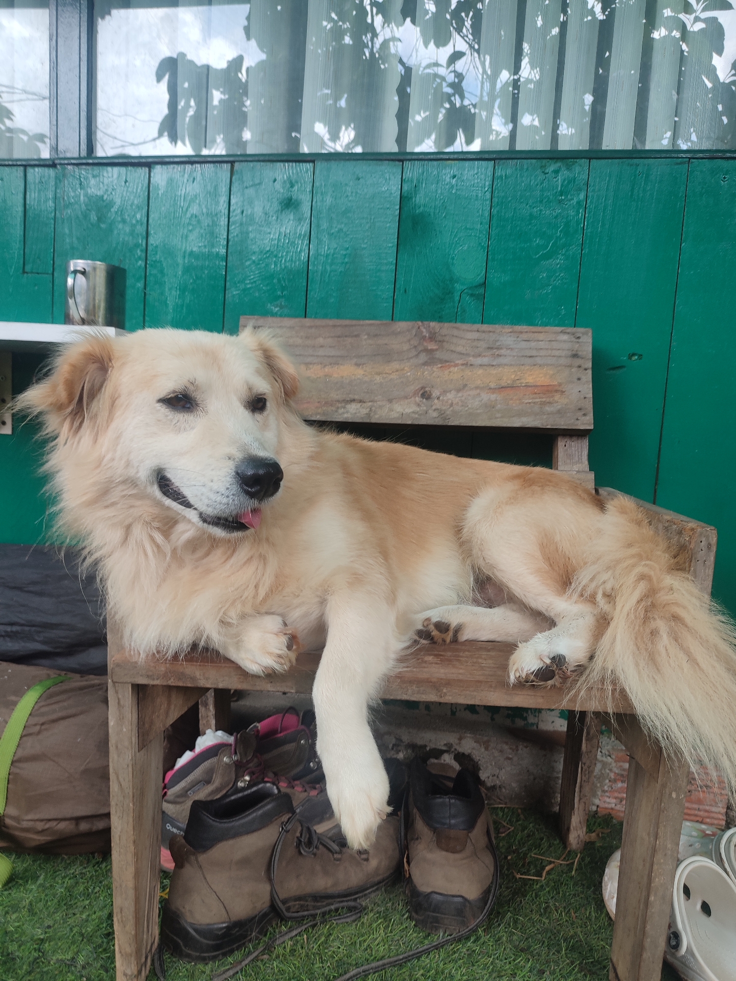 A medium-sized, light brown and white dog is lying on a wooden chair. The dog is panting and has its tongue slightly out. Below the chair are hiking boots and a bag. The background is a green wooden wall with a window. The location is Cam Ly - Da Lat, Vietnam.