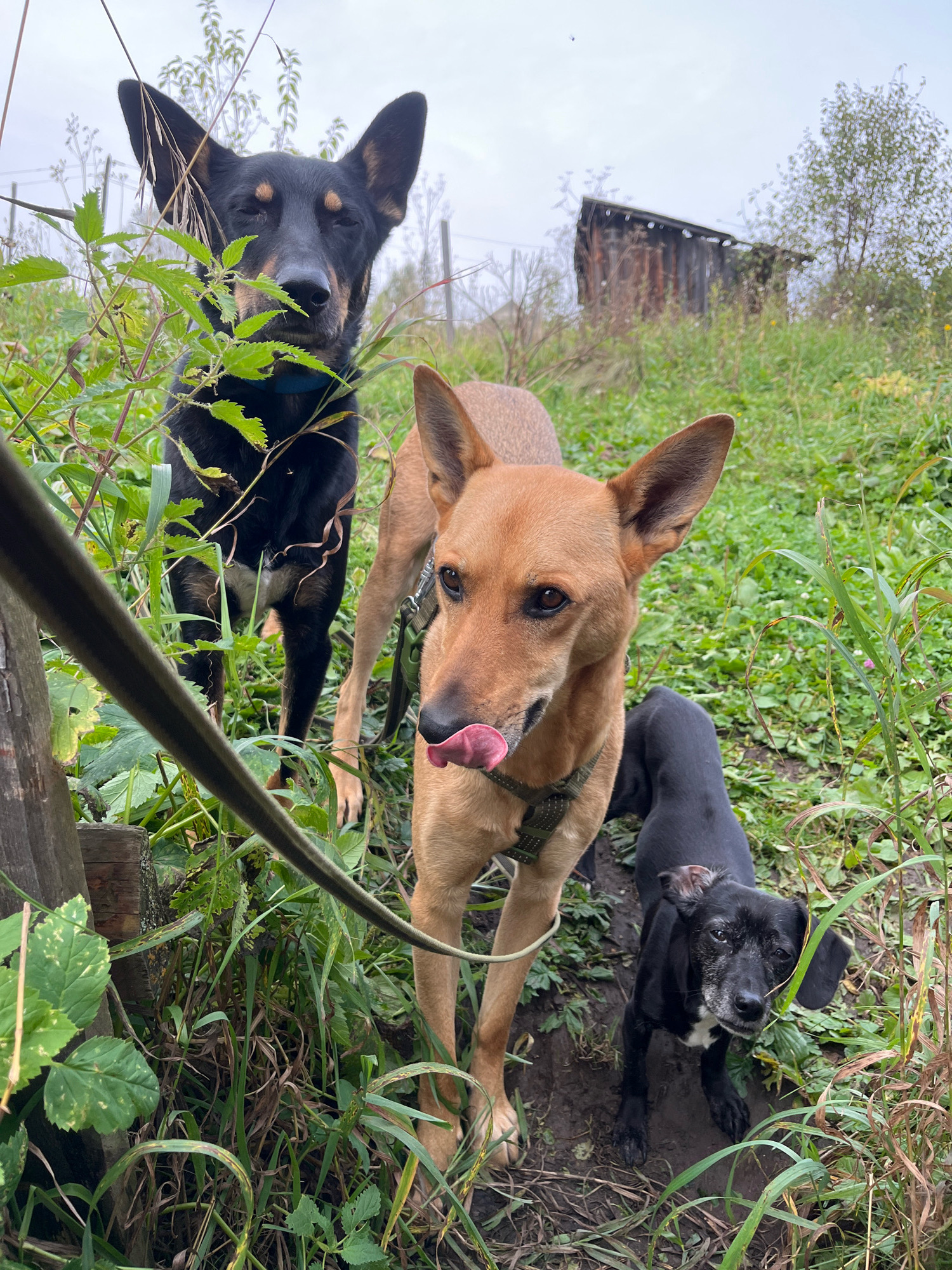 Three dogs are standing in a grassy, overgrown area. The dog in the foreground, on the left, is a black and tan German Shepherd mix with its eyes squinted. In the center is a tan dog, possibly a Belgian Malinois mix, with its tongue sticking out and licking its nose. To the right and slightly behind the tan dog is a small black and white dog, appearing older, with a white chest patch and graying fur around its muzzle. The dogs are on a leash, visible in the lower left of the image. In the background, there is a dilapidated wooden structure and a treeline under an overcast sky. The overall setting suggests a rural or semi-abandoned outdoor location, possibly on the outskirts of Nizhny Tagil, Russia, given the context provided.
