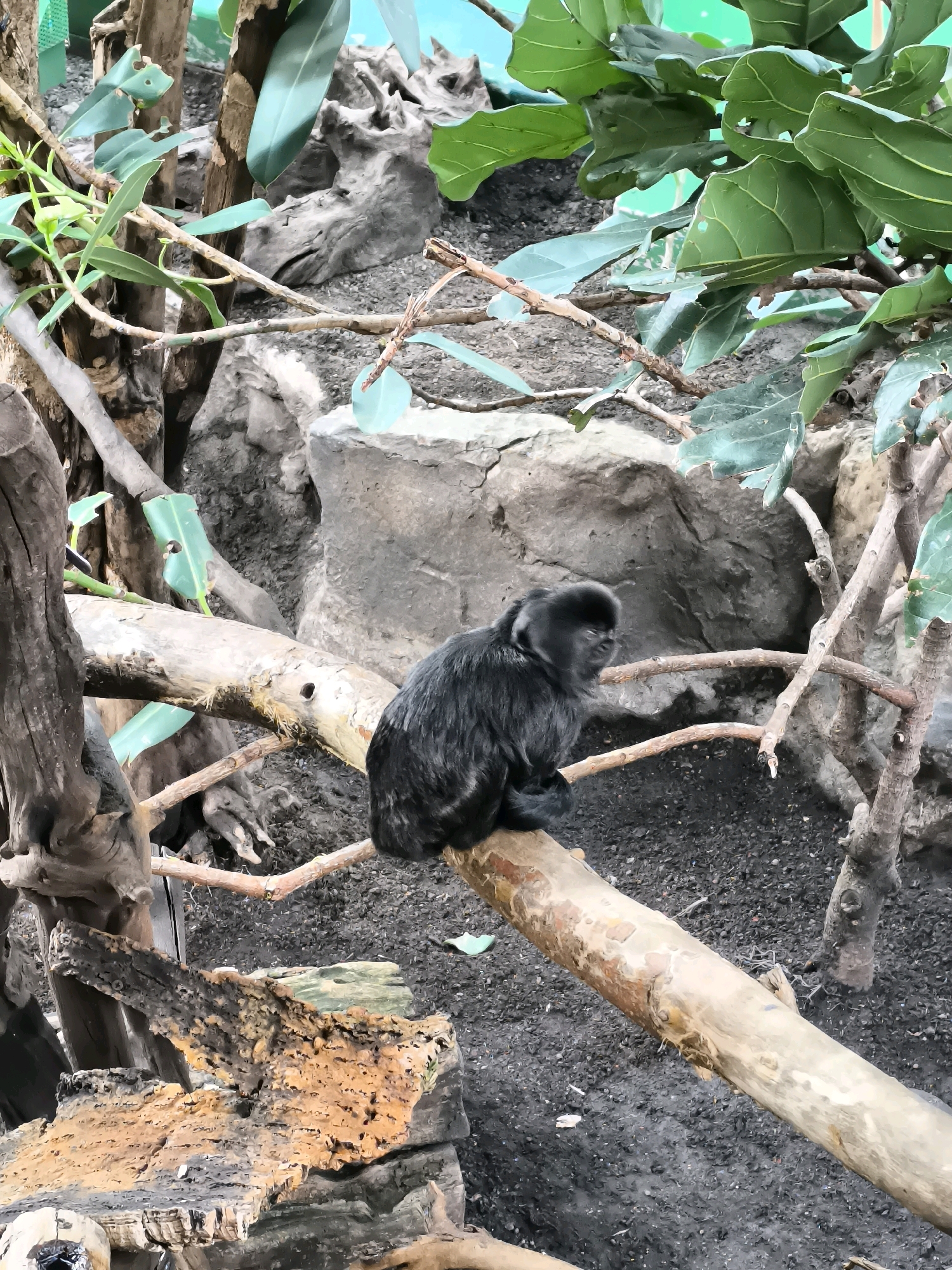 A black monkey sits on a branch in an enclosure, surrounded by rocks, dirt, and foliage. The monkey is facing to the right, with its head slightly lowered. The enclosure appears to be an indoor exhibit, possibly a zoo or a wildlife park. The background consists of large rocks and green leaves. The image is a medium shot, focusing on the monkey and its immediate surroundings. There is no indication of the specific location in Vienna, Austria.
