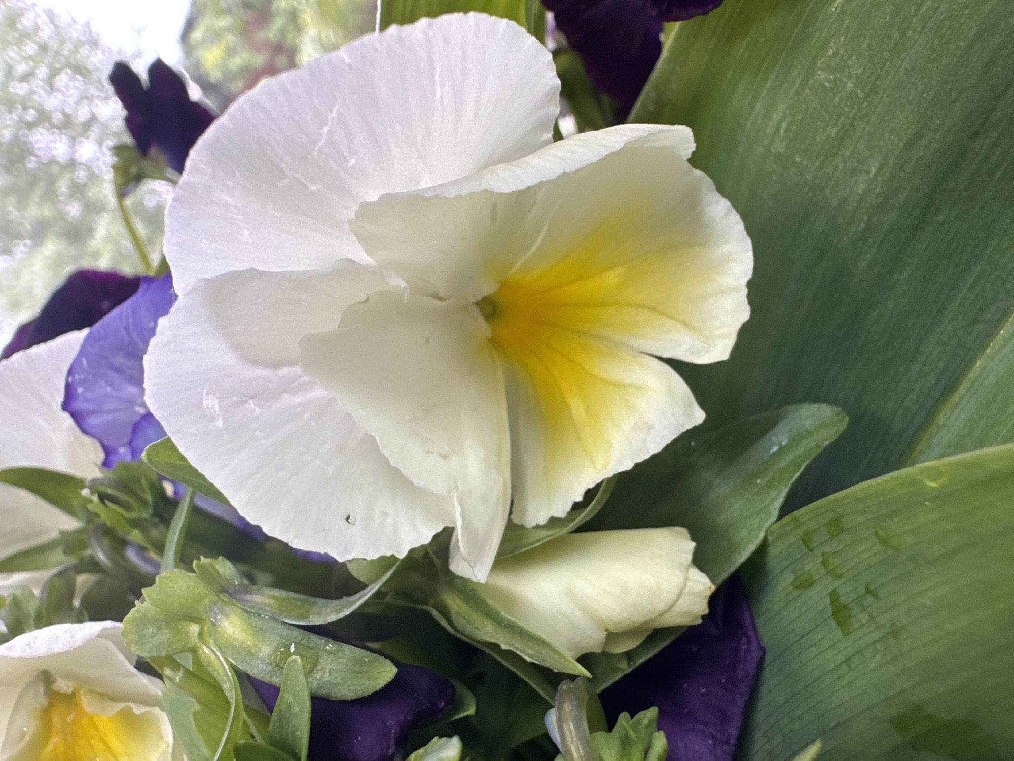 The image shows a close-up of a white and yellow pansy flower. The flower is surrounded by green leaves and purple petals of other pansies. There is water droplets on one of the green leaves. The scene appears to be outdoors, with blurry background foliage visible. There is no evidence to suggest this image was taken in Izhevsk, Russia.