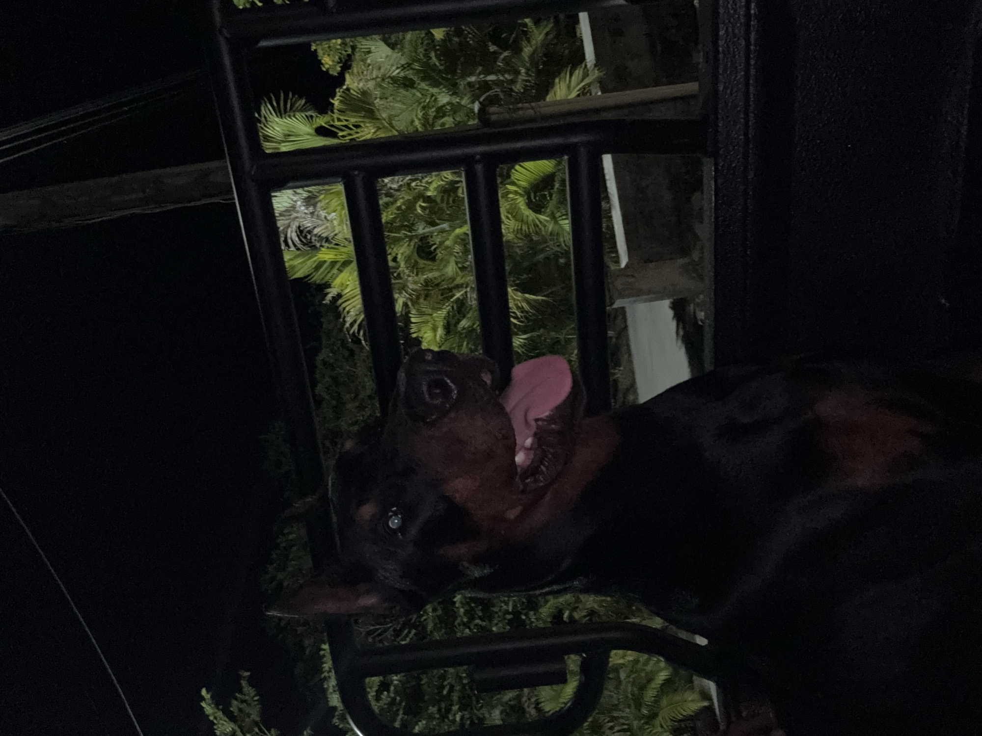 The image shows a black and brown dog with its mouth open and tongue visible. The dog is positioned close to a black metal railing. Through the railing, foliage is visible, illuminated by a light source. The setting appears to be at night, with the background mostly dark.