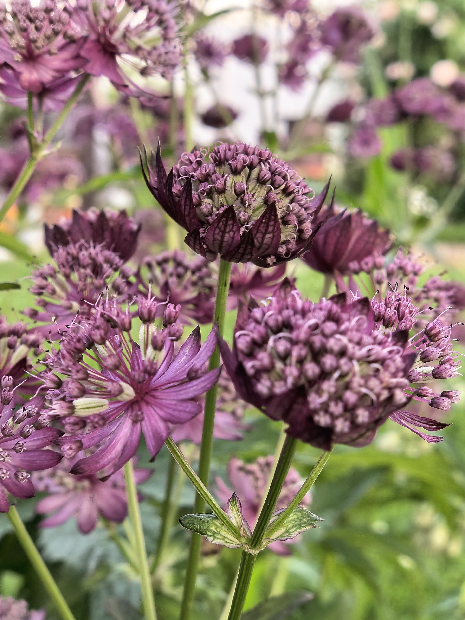 This is a close-up, eye-level shot of several purple flowers, likely Astrantia, in a garden setting. The flowers are the primary subject, with their intricate, star-shaped petals and delicate central clusters filling the frame. The colors range from a deep, rich purple to lighter pinkish-purple hues. The background is softly blurred, showing more of the same flowers and lush green foliage, suggesting a natural outdoor environment. The lighting appears to be natural daylight, creating soft shadows and highlights on the petals. There is no visible text. The overall impression is one of natural beauty and a peaceful, botanical scene.