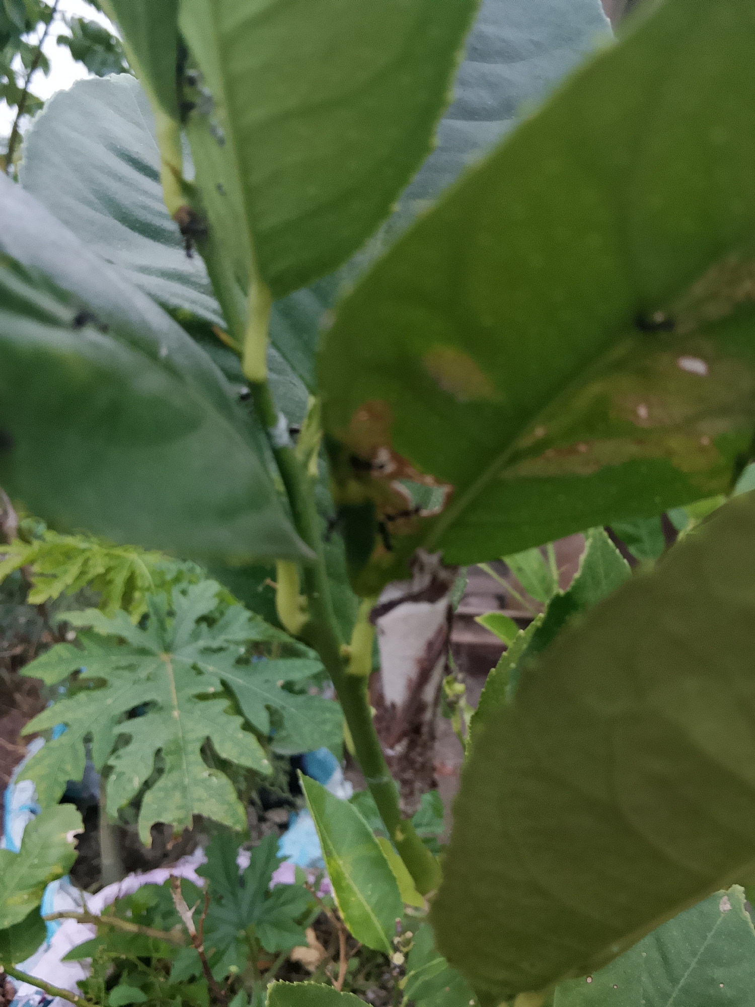 In Betonan, Indonesia, a close-up shot captures a plant stem with several dark, insect-like figures visible. The stem is green and appears to be part of a leafy plant, with larger green leaves dominating the foreground and background. Some of the leaves show signs of damage, with brown and discolored patches. In the lower portion of the image, other plants with lobed leaves are visible, along with what appears to be debris such as blue and white plastic. The overall impression is of an outdoor environment, possibly a garden or unkempt area.