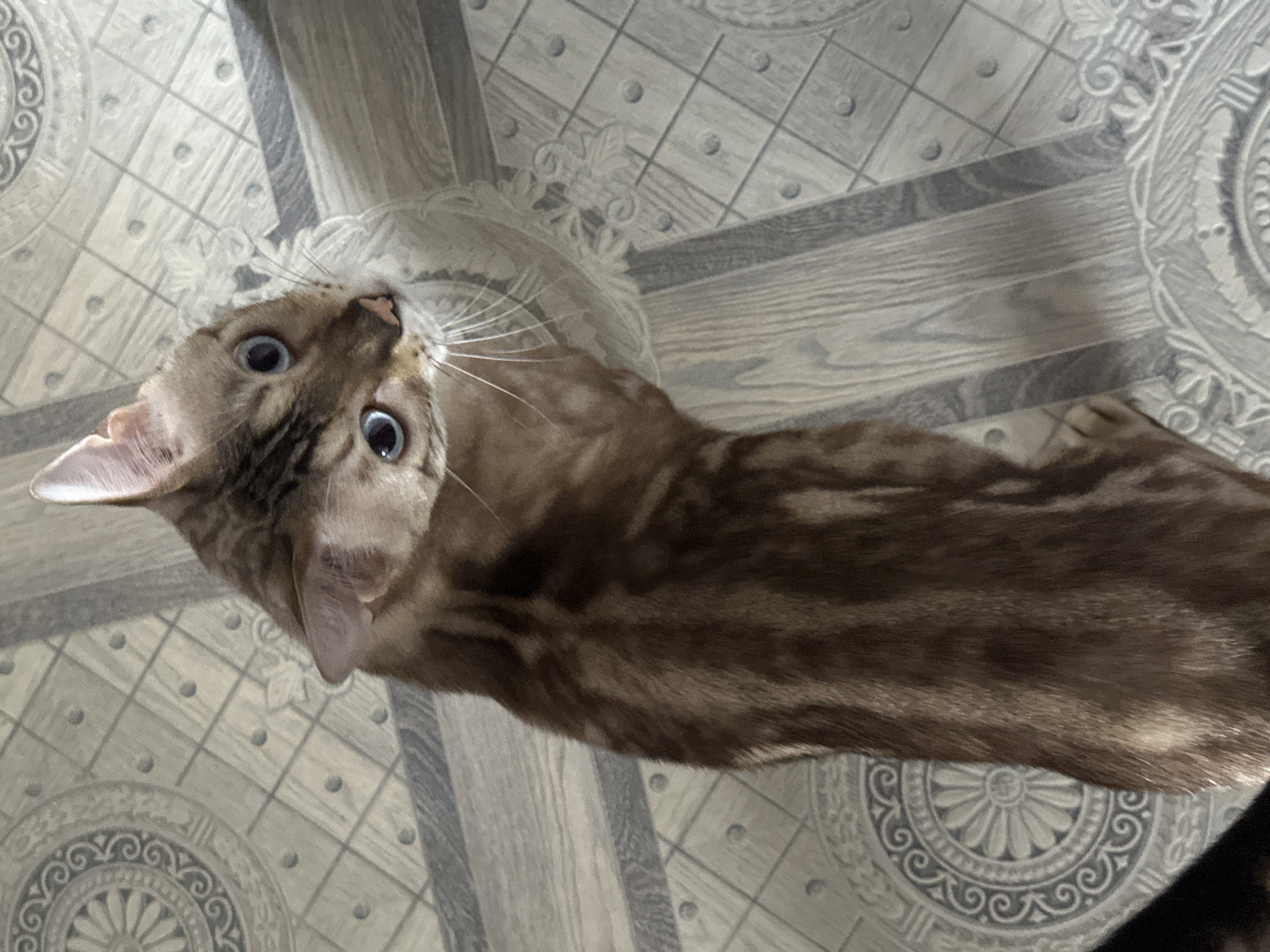 A top-down shot captures a Bengal cat with striking blue eyes and distinct brown tabby markings sitting on a floor with a patterned linoleum design. The cat is positioned in the center of the frame, looking upwards and slightly to the right. The floor features a repeating circular motif with a floral design, interspersed with rectangular wood-grain patterns and small circular inlays. The lighting creates distinct shadows, suggesting an indoor environment. The image does not contain any identifiable landmarks or features that would indicate its location in Energetik, Russia.