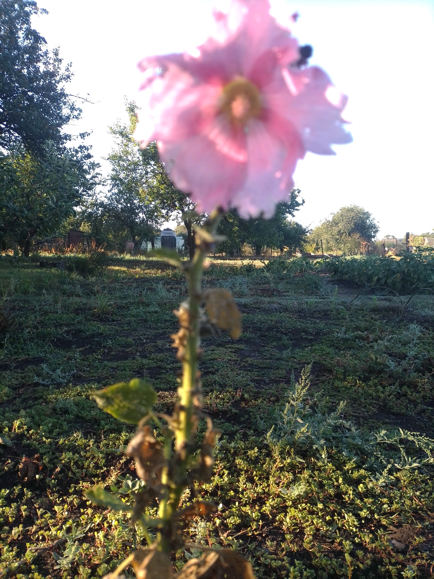 An outdoor, slightly blurry, eye-level shot captures a pink hollyhock flower in the foreground, with its stem and wilting leaves visible. The background shows a garden in Ustyvytsia, Ukraine, with various plants, trees, and structures. The sun is shining brightly, casting shadows across the ground. The scene appears peaceful and serene, with a hint of early morning dew on the vegetation.