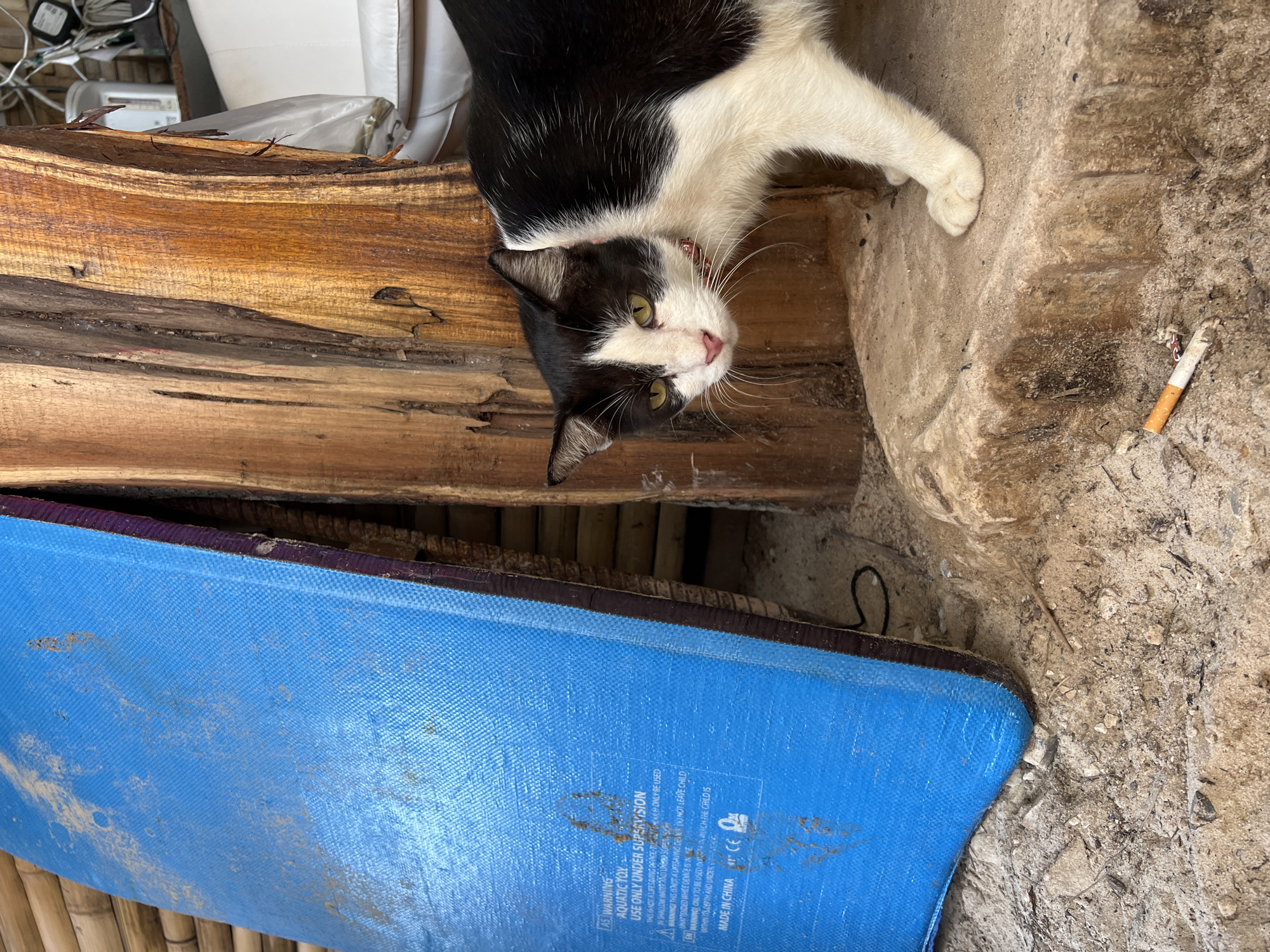 A black and white cat with green eyes, wearing a pink collar, stands on a concrete surface near a wooden pillar. A blue object, possibly a boogie board, leans against the pillar. In the foreground, a discarded cigarette lies on the sandy ground. The scene appears to be outdoors, with a backdrop of bamboo and other natural elements.