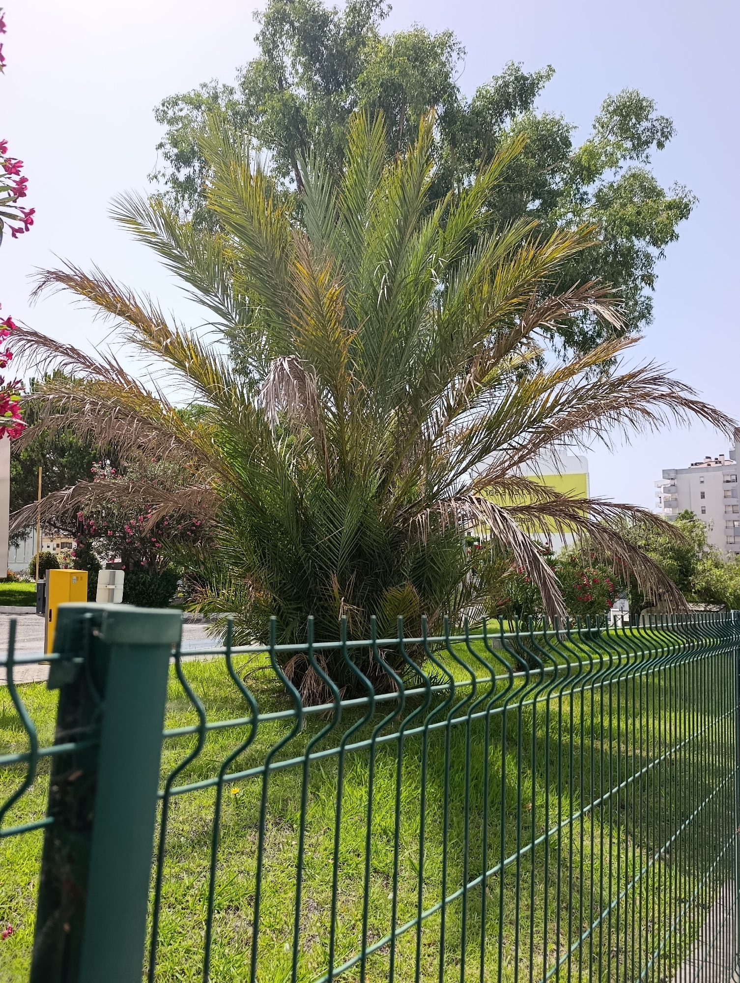 The image depicts a palm tree in the foreground, with its fronds showing signs of dryness and browning. Behind the palm tree, a larger, leafy tree is visible, as are several buildings. A green metal fence runs along the bottom of the image, separating the viewer from a grassy area where a single yellow flower is growing. The sky is clear and blue. The scene is likely an outdoor public space, possibly a park or garden, within the city of Setúbal, Portugal.