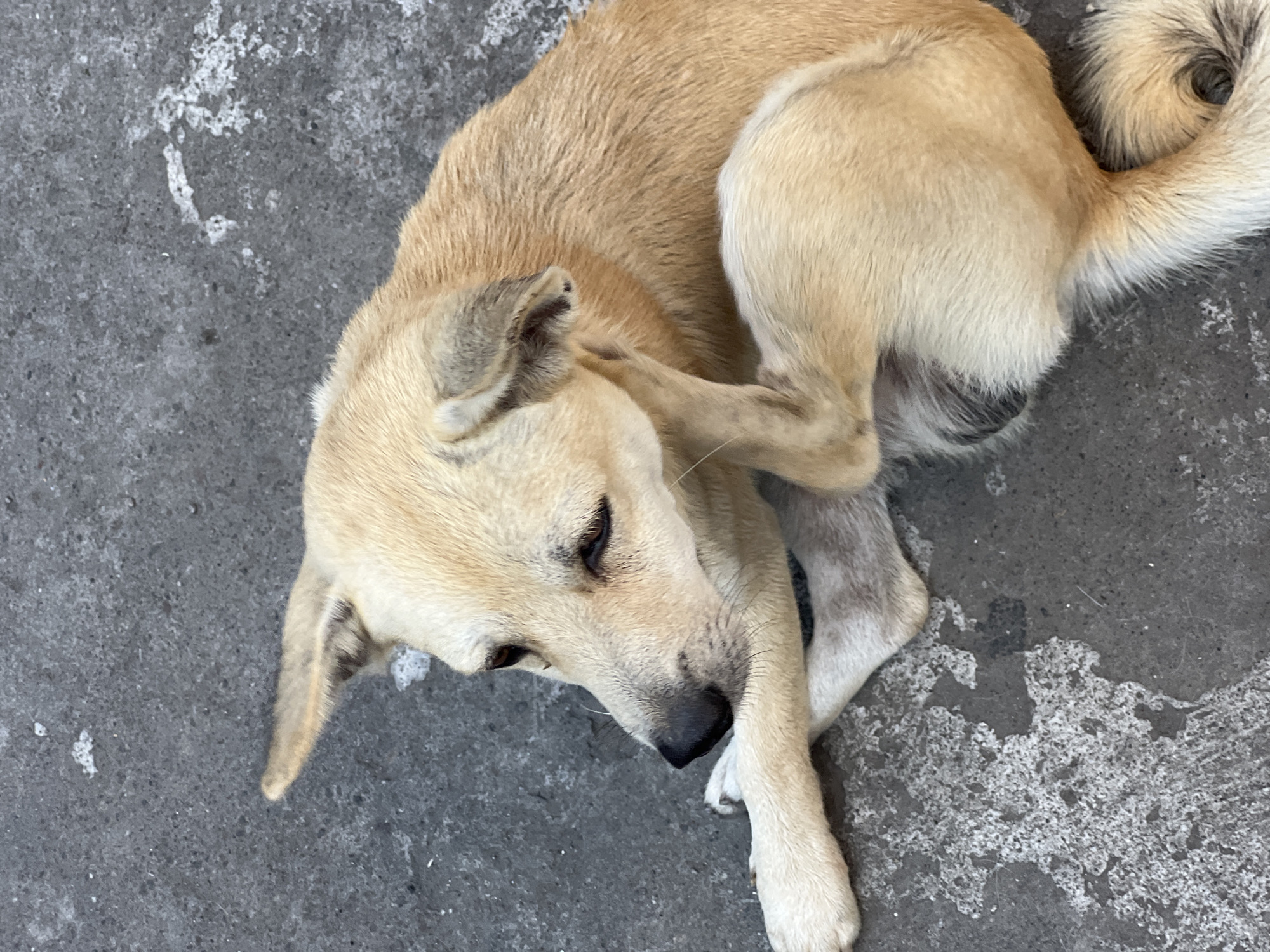 A light brown dog is lying on a gray, concrete surface in what appears to be an outdoor area. The dog is positioned on its left side, with its front left leg bent and its head resting on its paw. The dog's ears are perked up, and it is looking to its left. The concrete surface has some white, splotchy markings and appears to be slightly wet in some areas. There are no other subjects or objects visible in the image. The overall impression is one of a stray or domestic animal resting in a public space.