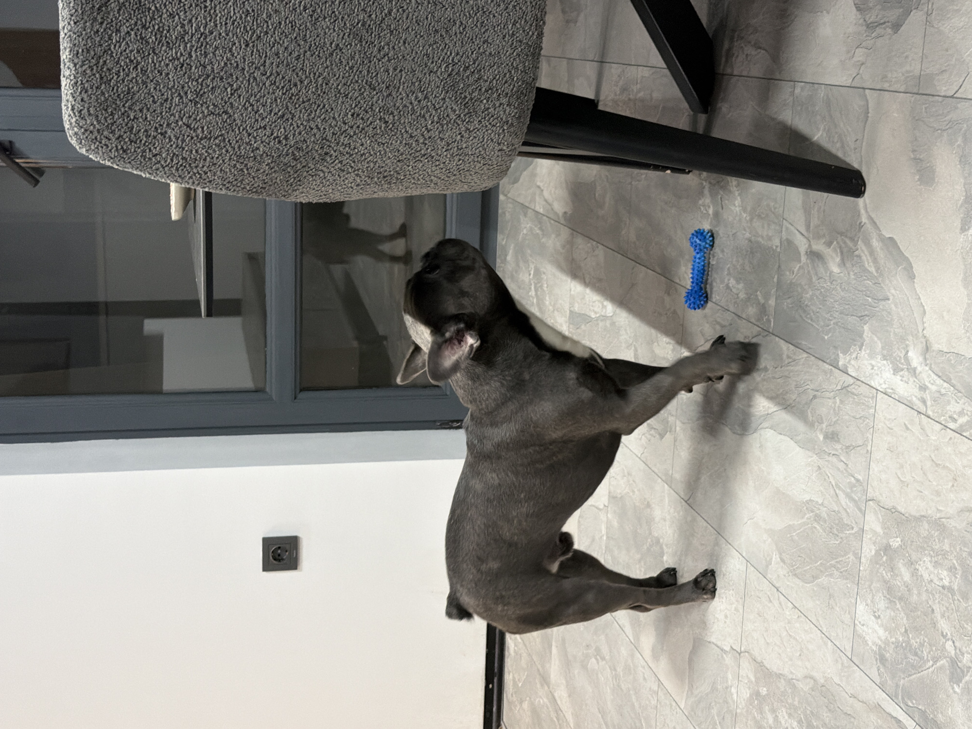 A medium shot captures a dark gray French bulldog standing on a tiled floor, facing a gray upholstered chair. The dog is looking upwards towards a reflection in a glass door. To the left of the dog, a blue, bone-shaped dog toy rests on the floor. Behind the dog, a wall with a dark gray electrical outlet is visible. The environment appears to be an indoor setting, possibly a home or a commercial space, within the city of Ruse, Bulgaria.