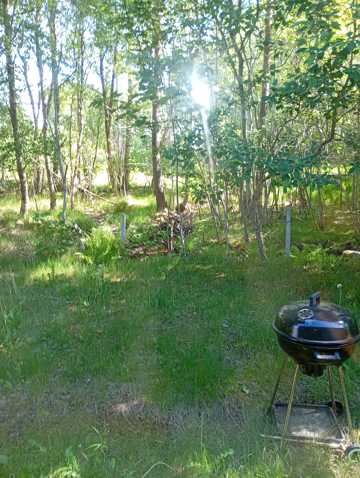 The image displays an outdoor scene in Unknown, Unknown, characterized by a grassy foreground and a dense wooded background under bright sunlight. In the bottom right quadrant, a black kettle-style barbecue grill with a lid, a top handle, a temperature gauge featuring a star emblem, and a lower rectangular shelf rests on three legs, two of which have wheels. The grass in the foreground is green, showing varying lengths and a few scattered white dandelion-like flowers. The midground features a transition to a more unkempt natural area with patches of taller grass and ferns, several slender tree trunks, and two light-colored vertical posts. The background consists of a dense deciduous forest with green foliage. Strong sunlight filters through the trees from the upper-right, creating a prominent lens flare and illuminating the scene. No individuals or animals are present.