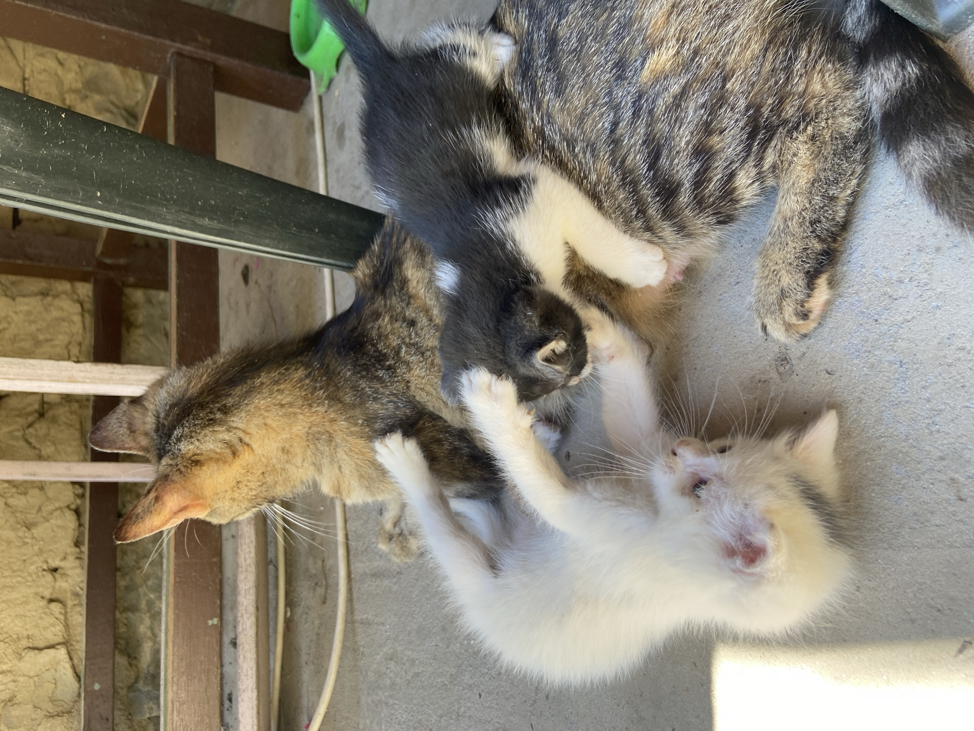 In the city of Mindia, Bulgaria, on a concrete surface, a mother cat with tabby fur is lying down. Two kittens are interacting with her. One kitten, primarily white, is lying on its back, kicking its legs. Another kitten, black and white, is standing on the mother cat's torso, touching her face with its paw. In the background, a stone wall and wooden furniture are visible.