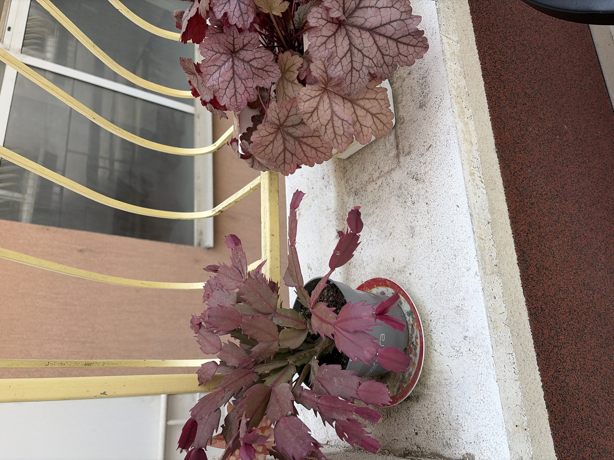 This image, captured in Stara Zagora, Bulgaria, depicts an outdoor scene featuring two potted plants situated on a weathered, white-painted concrete ledge. To the left, a Christmas Cactus (Schlumbergera) exhibits numerous reddish-purple, segmented stems, contained within a cylindrical grey pot. The pot rests on a circular white saucer with a red and green floral pattern. Partially visible text on the pot includes the letters "ra." To the right, a Heuchera (Coral Bells) displays characteristic reddish-purple leaves with intricate, darker vein patterns, planted in a white hexagonal pot.
Behind the plants, a decorative yellow metal railing, showing minor dirt accumulation and discoloration, curves upwards. Through the railing, a building with a light brown-pink facade is visible in the background. This building features windows with white frames and dark, possibly tinted or reflective, glass. Below the concrete ledge, a textured, granular surface in dark red-brown, consistent with a rubberized material, forms the bottom portion of the foreground. The scene is illuminated by ambient daylight. No individuals or animals are present.