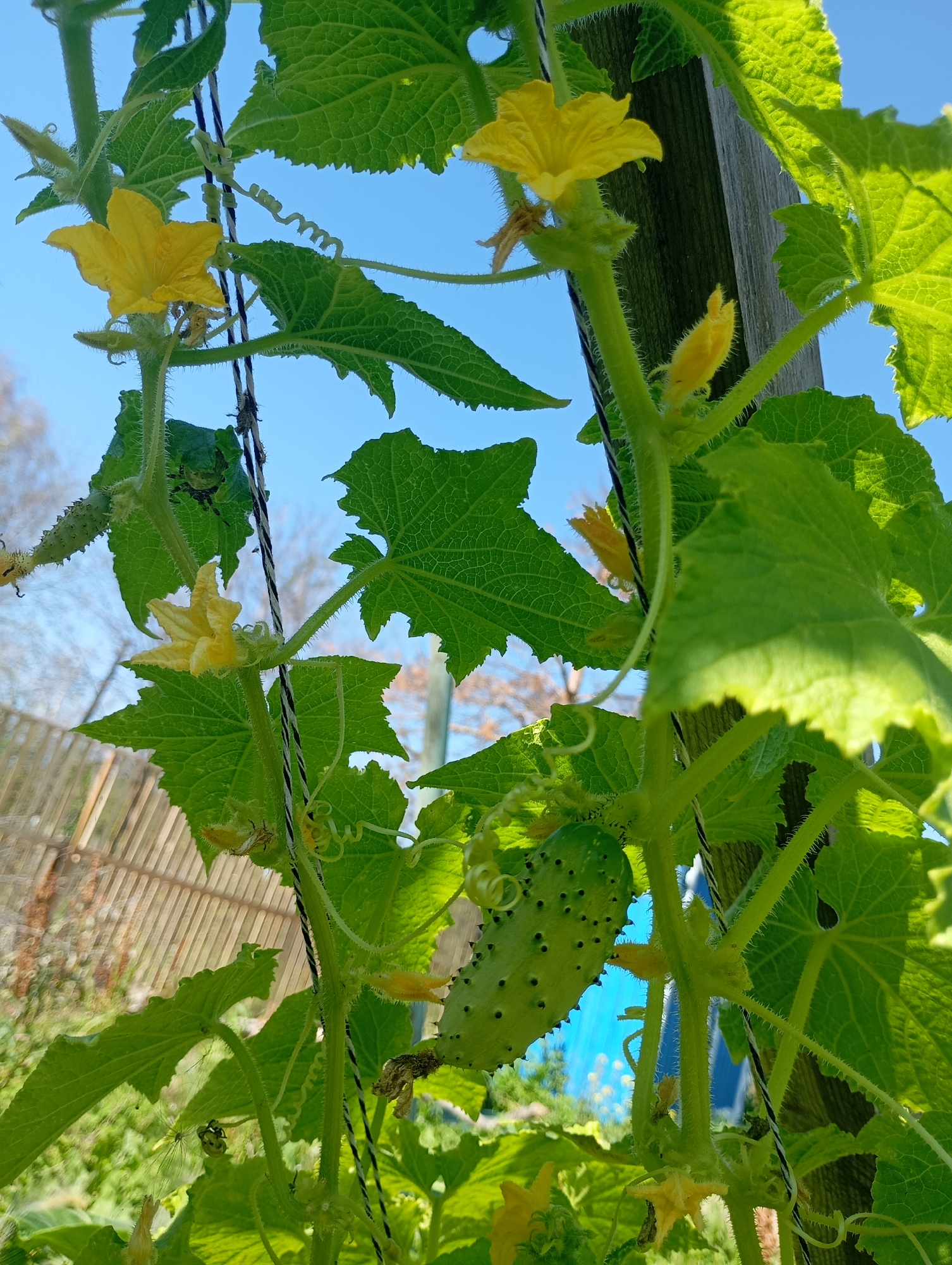 A close-up, low-angle shot showcases a cucumber plant growing vertically against a clear blue sky. The plant features large, serrated green leaves and several yellow flowers. A small, bumpy cucumber is visible hanging from a vine, alongside developing tendrils and more yellow flowers. The plant is supported by a wooden post and black and white twine. The background reveals a blurred wooden fence and some trees, suggesting an outdoor garden setting. The image was captured in Omsk, Russia.