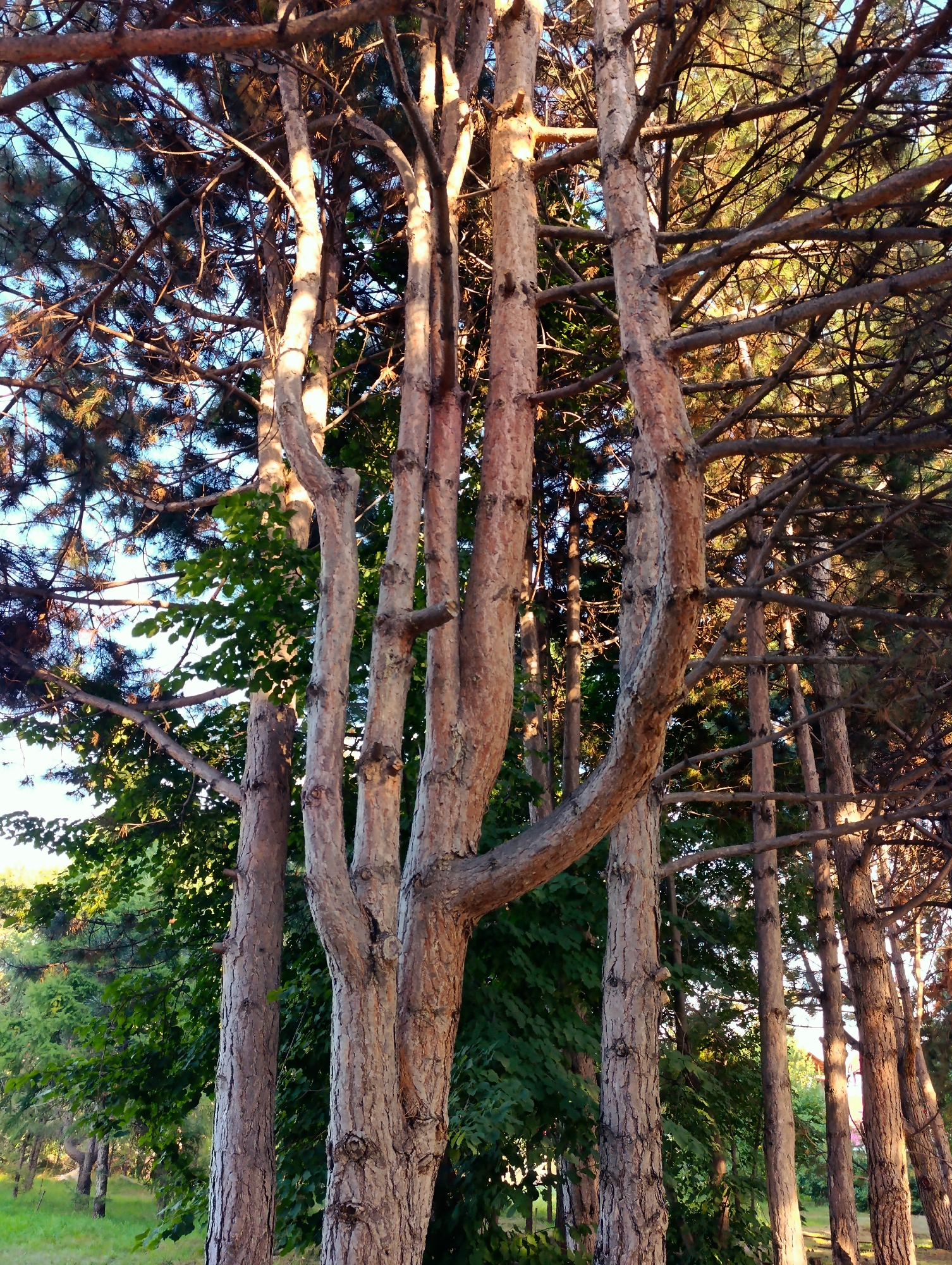 A medium-shot, vertical composition captures a cluster of several tall, slender pine trees with rough, textured bark in Kara-Oy, Kyrgyzstan. The trees are tightly packed, with their trunks and branches dominating the foreground and midground. The bark of the main trees is light brown with some reddish hues, and is deeply fissured. One prominent tree in the center has several thick branches that curve outward and upward, creating a distinctive shape. The dense canopy of pine needles and branches, rendered in shades of green and brown, fills the upper portion of the image, with glimpses of a clear blue sky peeking through. Behind the pine trees, a layer of deciduous trees with lush green leaves provides a darker, contrasting backdrop. Sunlight filters through the foliage, casting warm highlights on the tree trunks and branches, and creating dappled shadows. The overall impression is of a sunlit forest interior.