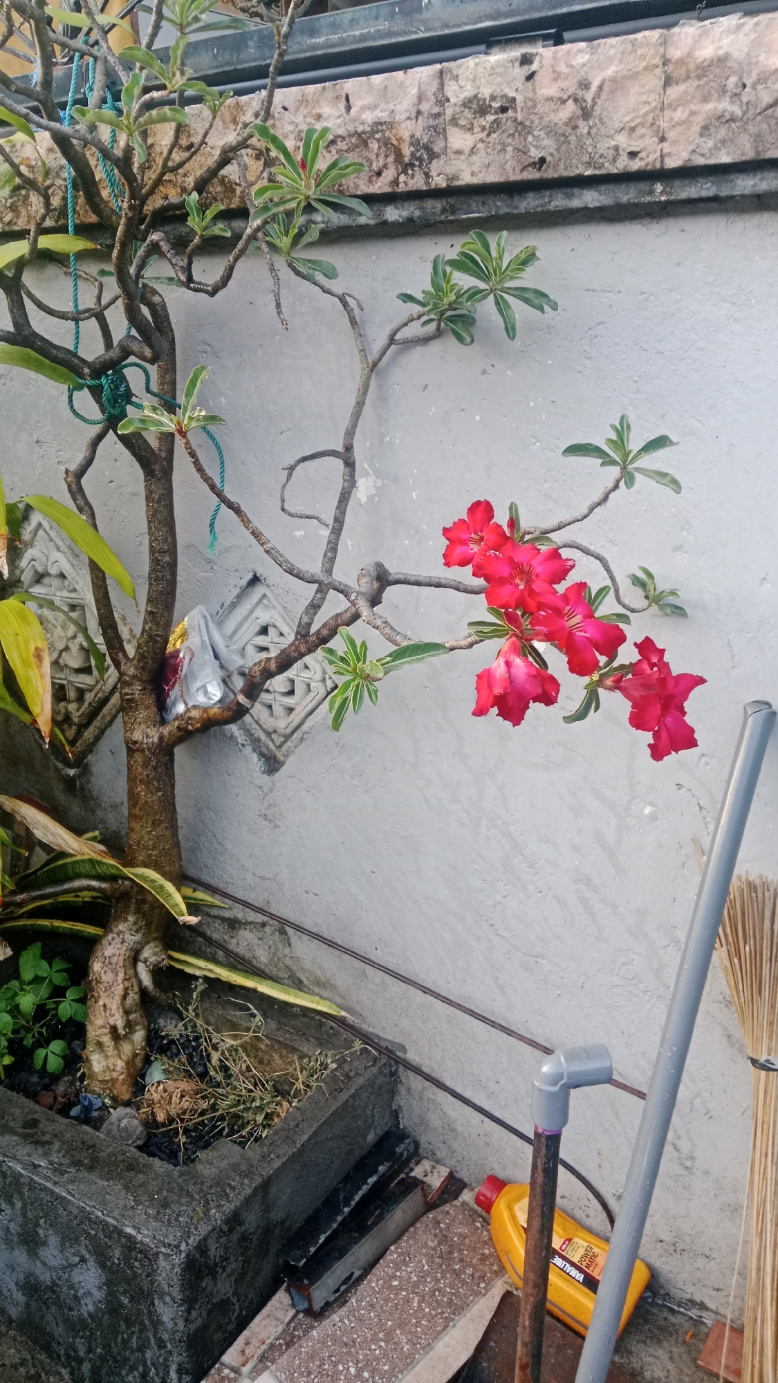 In Denpasar, Indonesia, this image captures a close-up of a desert rose plant with vibrant red flowers blooming against a weathered, light gray concrete wall. The plant, rooted in a dark gray, square planter, displays a thick, gnarled trunk and a network of branching stems. Some green leaves are visible, interspersed with the blossoms. To the left of the planter, a bamboo broom stands upright, its bristles partially visible. In the foreground, a yellow plastic bottle with a red cap and partially obscured text lies on the ground, along with some stone and brick debris. A gray PVC pipe with an elbow joint is positioned near the broom. The background features a textured stone wall capping the concrete structure.