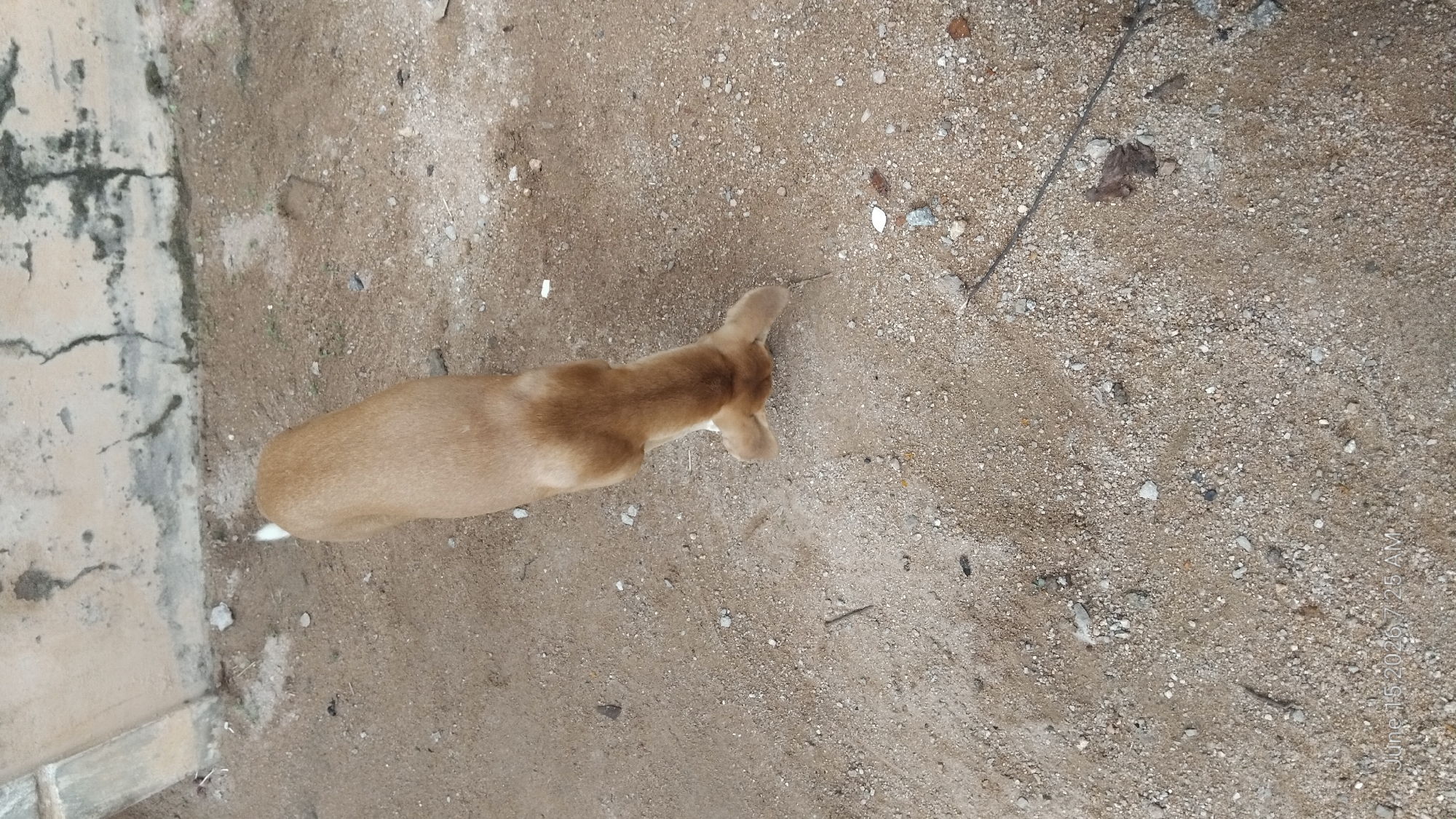 A tan dog is on a dirt path in front of a light-colored, textured wall. The dog is facing down, sniffing the ground. The path is covered in small rocks and some debris. The wall has cracks and dark markings. The scene is outdoors in what appears to be a dry, possibly arid environment. The image was taken at an angle from above the dog.