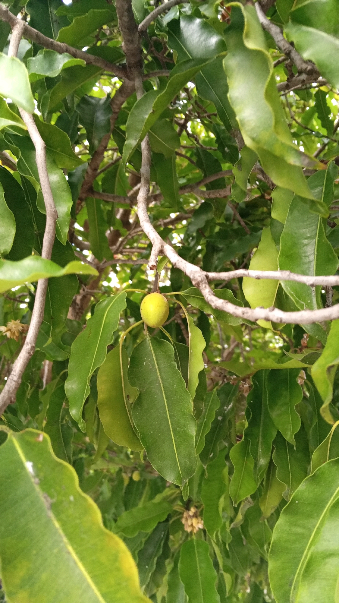 A close-up, eye-level, vertical outdoor shot captures a single, round, light green fruit hanging from a thin branch amidst a dense cluster of large, elongated, dark green leaves. The fruit is positioned slightly off-center to the left, with its stem clearly visible. The surrounding foliage exhibits a textured, slightly wavy surface, with some leaves showing lighter green tones and vein details. The background is blurred, hinting at more leaves and branches. The scene appears to be from a tree in Julikeude Dua, Indonesia, though no specific landmarks are visible. The lighting suggests it is daytime.