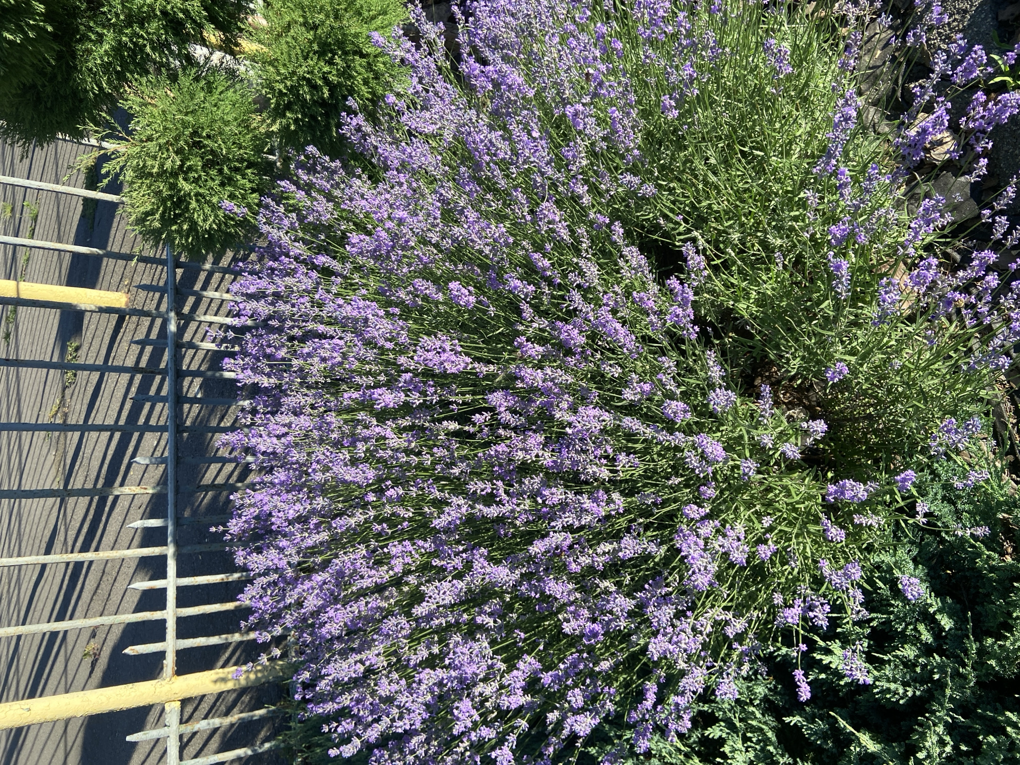 This is an outdoor, eye-level, high-angle shot of several lavender plants with blooming purple flowers. The plants are lush and full, with many small, delicate purple blossoms. Some green foliage is visible amongst the flowers, and some are showing signs of drooping.
To the left of the lavender, a grey metal fence or gate with yellow accents runs diagonally across the frame. The fence casts long, sharp shadows onto a grey asphalt or gravel surface, suggesting it is a sunny day. In the background, there are more green, rounded bushes. The scene appears to be a garden or nursery setting. The overall impression is one of natural beauty and growth. No people or animals are visible. The time of day is likely midday due to the strong shadows. The weather appears sunny and warm. The location cues suggest an outdoor setting, possibly a public space or a well-maintained private garden. No text is visible in the image.