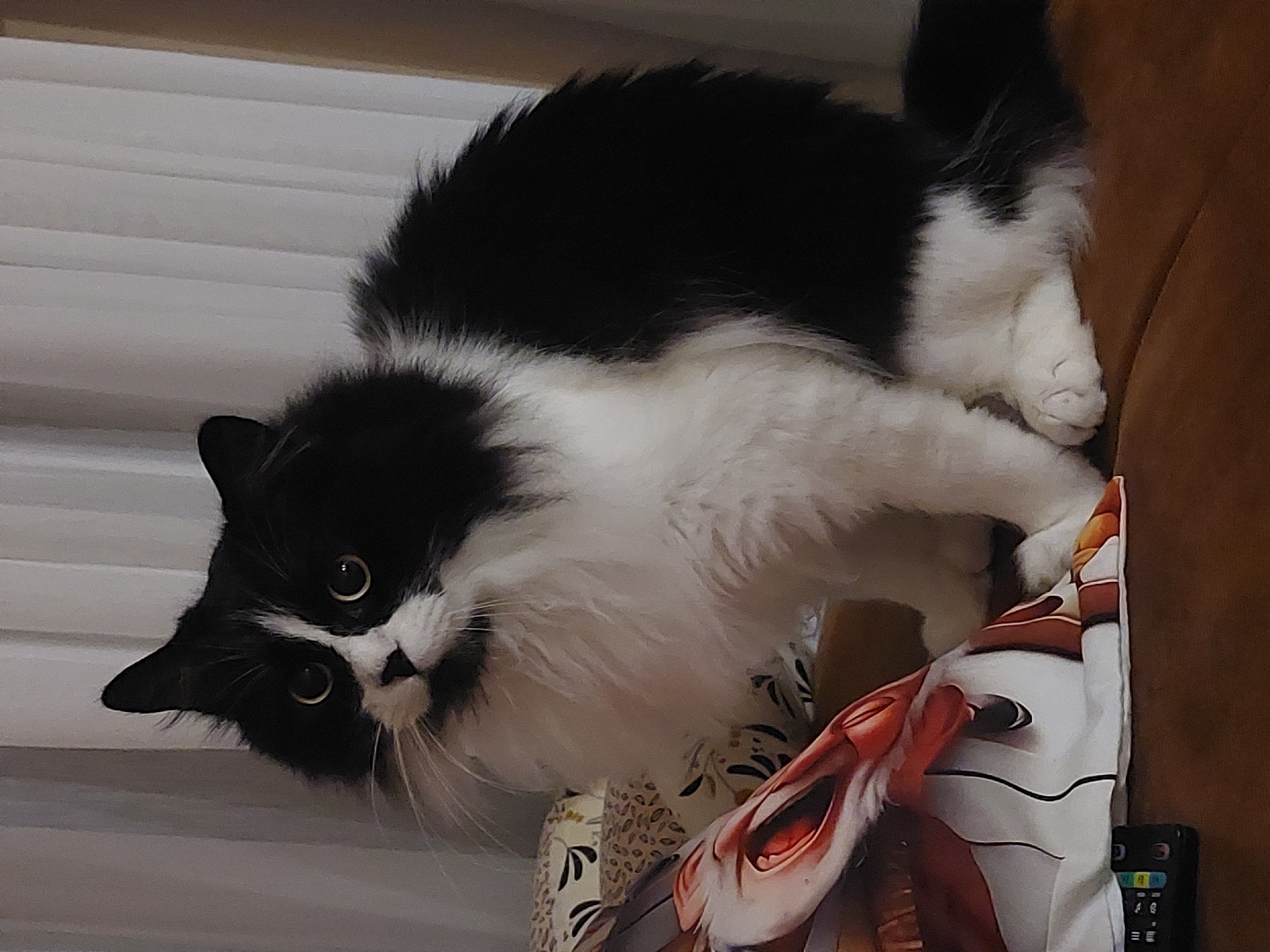 A black and white long-haired cat is sitting on a brown surface in front of a light-colored curtain. The cat is facing the camera with its body angled slightly to the left. Its eyes are wide open and a pale yellow color. The cat has a white chest and belly, with black fur on its back, head, and tail. There is a pillow with a floral pattern and a pillow with a pink and orange flamingo design next to the cat. A black remote control is visible on the far left of the image. The scene appears to be indoors, possibly in a living room. The image is undated and no specific location within Plovdiv, Bulgaria is indicated.