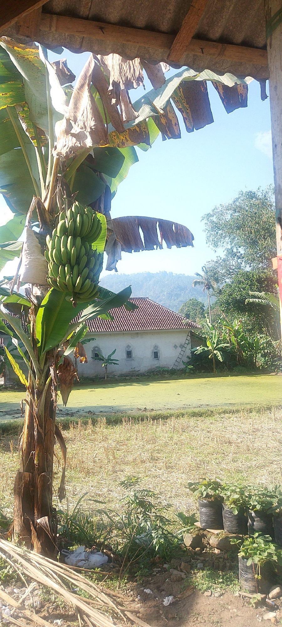 In the city of Oro-oro Ombo, Indonesia, a scene unfolds under a clear sky. The foreground is dominated by a banana tree with a cluster of unripe green bananas hanging from its trunk. Beyond the tree, a traditional house with a red tiled roof is visible. The house has three small windows and a ladder leaning against its side. A body of water, covered with green algae, lies in front of the house. The background features lush green trees and hills, suggesting a rural or semi-rural setting. Several potted strawberry plants are arranged on the ground to the right of the frame, adding a touch of cultivation to the natural landscape. The overall impression is one of a peaceful, rural dwelling surrounded by abundant vegetation.