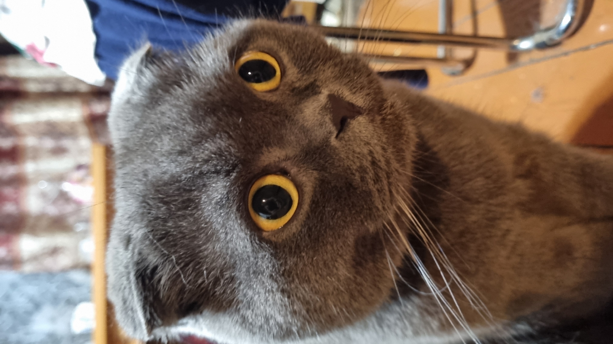 A close-up, eye-level, medium shot captures a grey Scottish Fold cat with large, round, amber eyes. The cat is looking slightly to the right of the camera, with its head tilted. Its ears are folded forward, and its fur is short and dense. The background is blurred, showing hints of a curtain with a striped pattern and some indistinct objects. The cat's whiskers are prominent and extend outwards. The lighting is soft, with the focus on the cat's face. The scene appears to be indoors, likely in a residential setting. There are no people visible in the image. The location in the city of Vysokoe, Russia cannot be determined from the image alone.