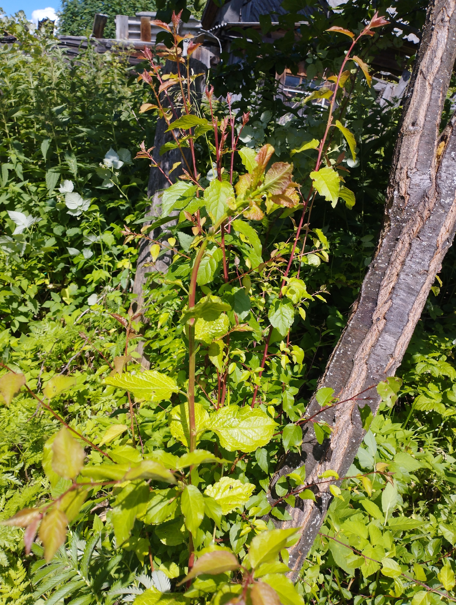 The image depicts a close-up view of a tree trunk in the foreground, with lush green foliage surrounding it. The tree trunk is rough and textured, with visible bark patterns and some lichen growth. Several young branches with vibrant green and reddish-brown leaves extend from the base of the trunk and weave through the surrounding greenery. In the background, a blurred backdrop of dense vegetation and what appears to be a wooden structure suggests a rural or overgrown garden setting. The lighting indicates it is daytime, with sunlight filtering through the leaves, creating dappled shadows. The scene is situated in the village of Shiryaevo (Il'insky), Russia. There are no people or discernible actions occurring in the image.
