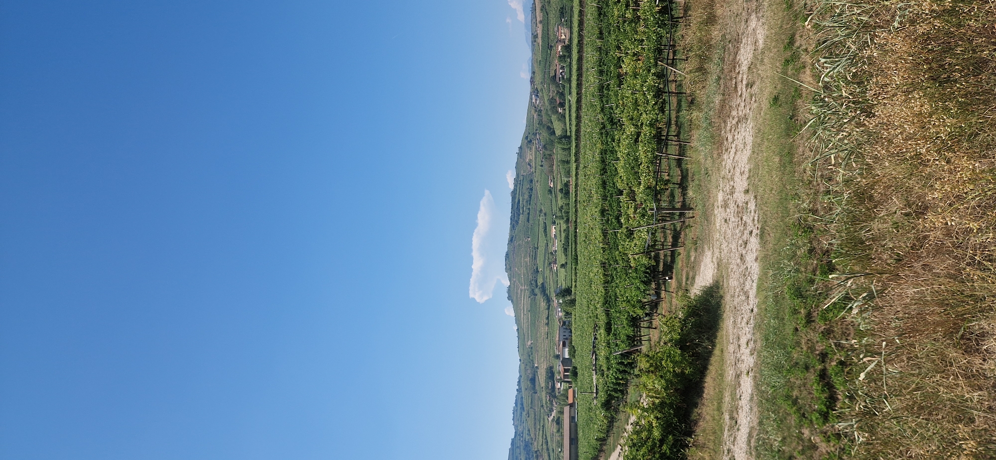 The image depicts a vast vineyard under a clear blue sky. The vineyard is characterized by rows of lush green grapevines supported by wooden stakes and wire trellises, stretching across a gently rolling landscape. In the middle ground, several buildings with reddish-brown roofs are visible amongst the vines, suggesting agricultural structures or residences associated with the winery.

Further in the background, rolling hills are covered with more vineyards and scattered houses, indicating a rural or semi-rural area dedicated to agriculture, likely wine production. A single, distinctive cloud formation hovers over the crest of the distant hills.

The foreground features a dirt path or road winding through dry, sun-baked grass and weeds, hinting at the dry Mediterranean climate. The overall scene conveys a sense of bucolic serenity and agricultural activity. The geographical location is identified as Monteforte d'Alpone, Italy. There are no people or animals visible in the image.