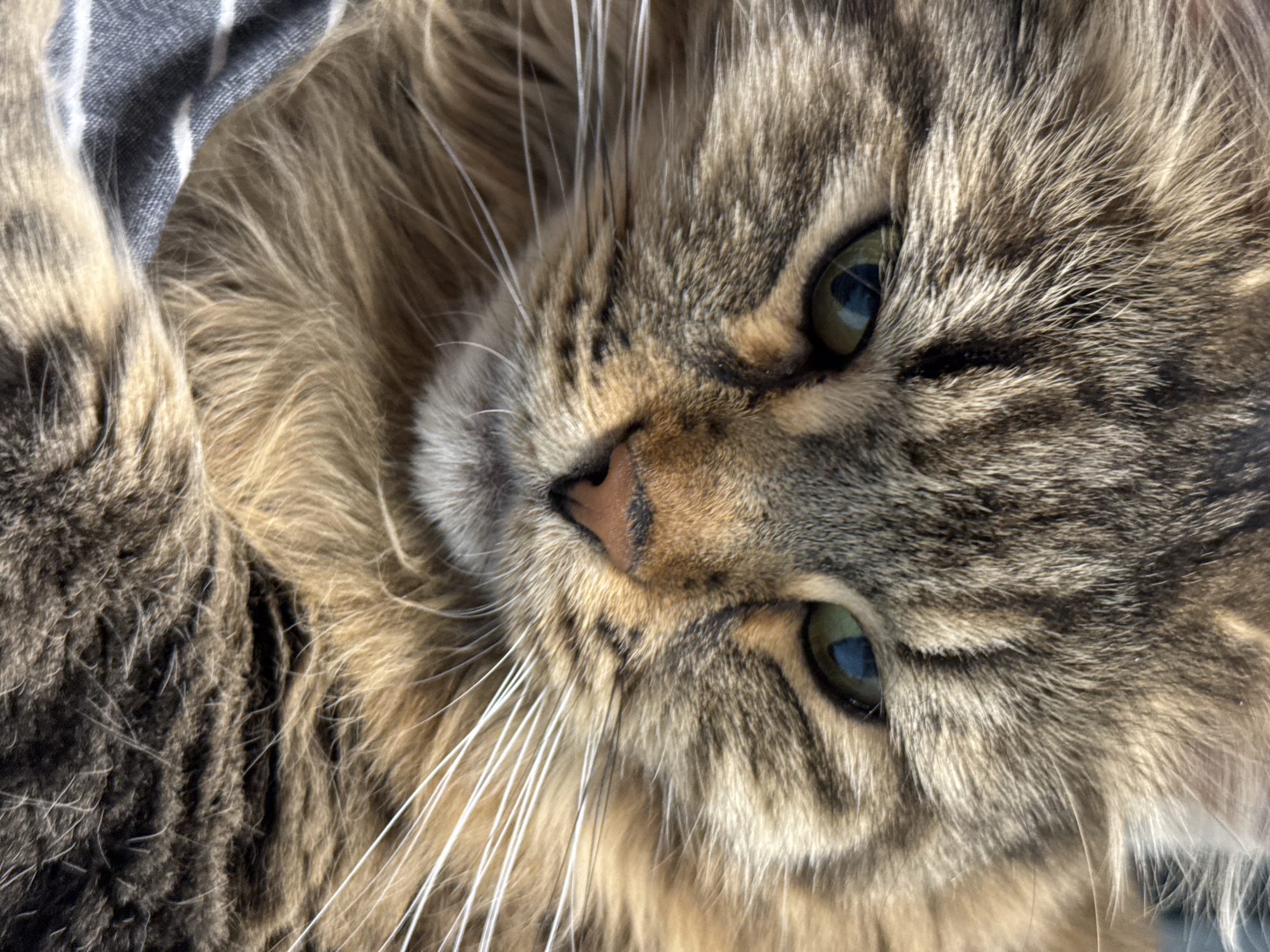 A close-up shot focuses on the face of a tabby cat, revealing its textured fur and green eyes. The cat is lying down on a surface with a gray and white striped pattern visible in the background. No information suggests this image was taken in Izhevsk, Russia.