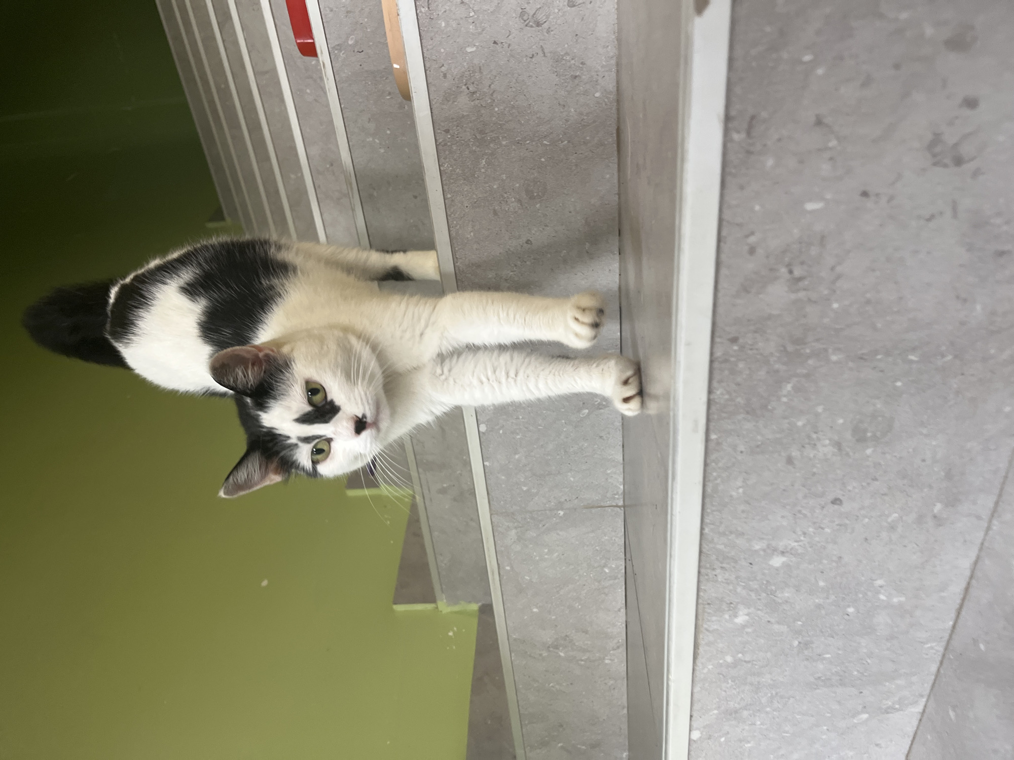 A black and white cat with a distinctive black mask on its face walks down a concrete staircase. The cat is positioned in the center of the frame, facing towards the viewer. Its body is mostly white with black patches on its back and tail. The staircase has gray speckled steps with a thin white trim on the edge of each step. The background features a bright green wall. To the right on the staircase, a small red object is visible. This scene appears to be in a public or residential building in Ureki, Georgia.