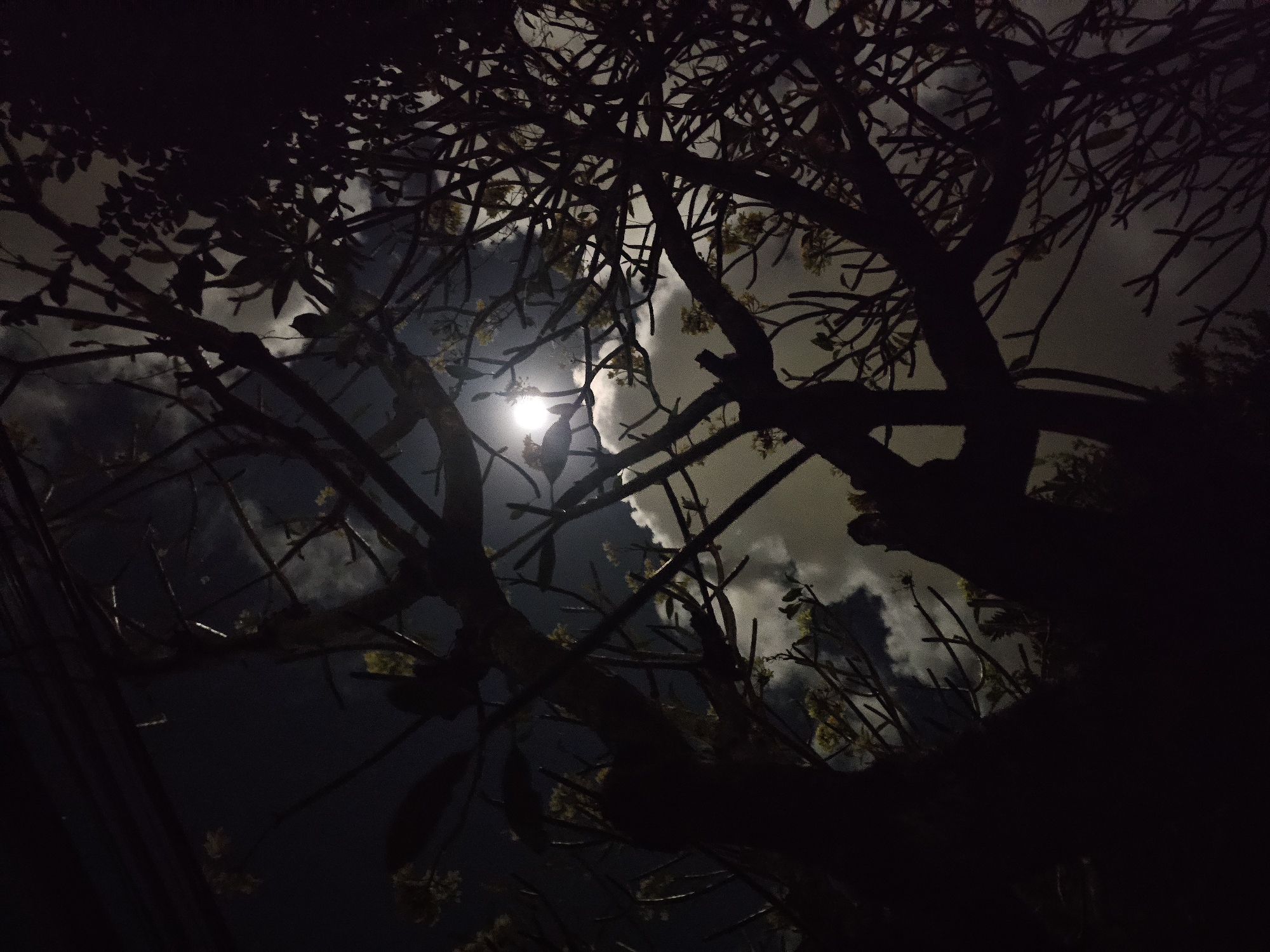 The image depicts a view looking upwards through the silhouetted branches of trees towards a full moon partially obscured by clouds. The sky is dark, indicating nighttime. The overall atmosphere is moody and somewhat ethereal. The scene is likely in Denpasar, Indonesia, given the context provided. No people, specific objects, or actions are discernible within the frame. The environment is characterized by dense tree foliage against a night sky.