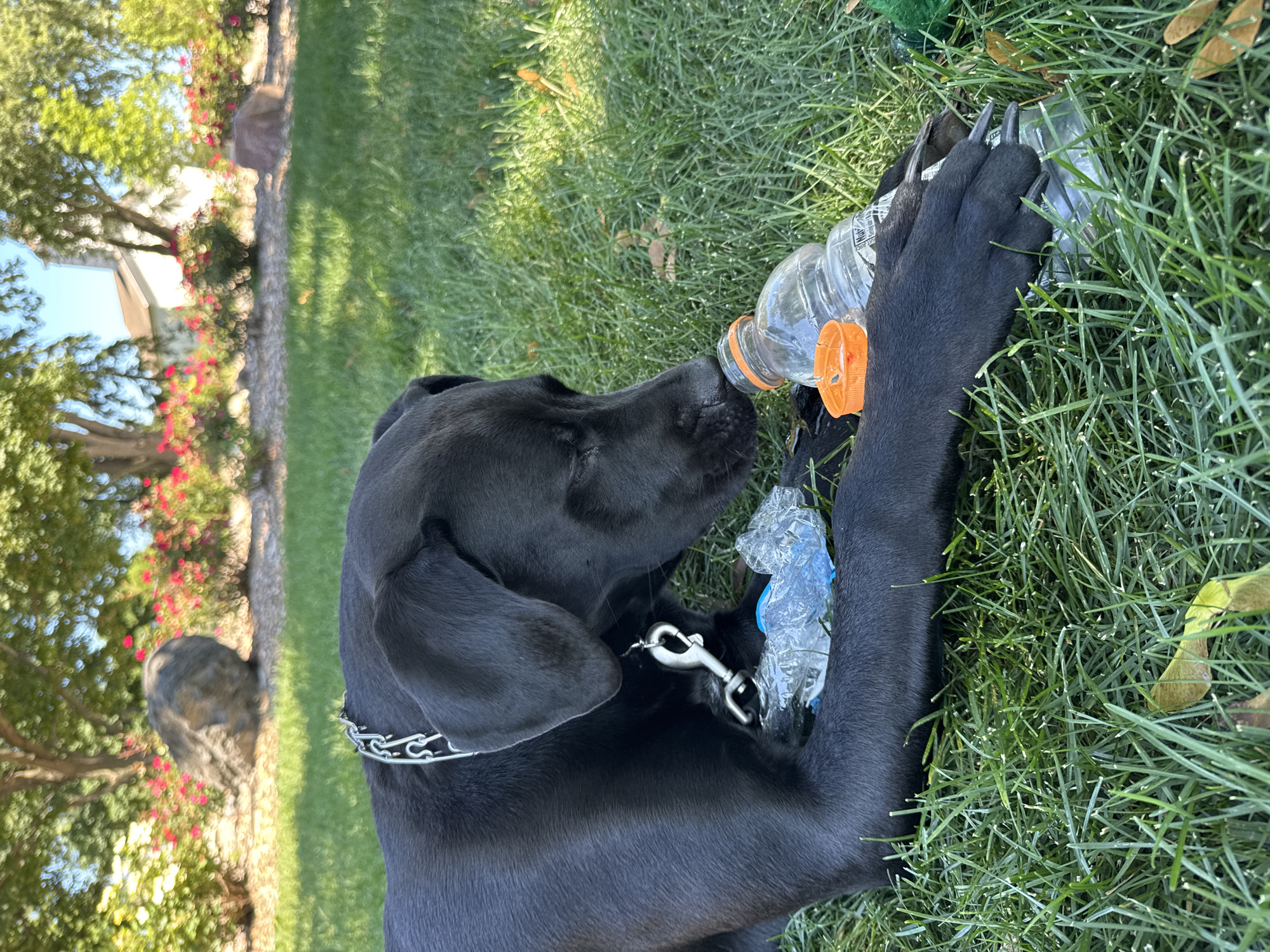A black dog with a silver chain collar lies on its side in a grassy area. The dog is sniffing a plastic water bottle with an orange cap, and a crumpled plastic bag. The background shows trees, pink flowers, and a large rock. The scene appears to be in a park or backyard.