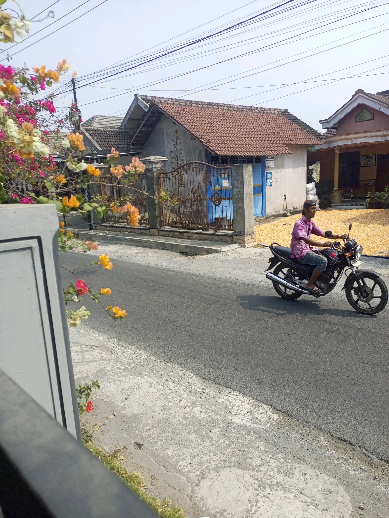 In Ngasem, Indonesia, on a paved street under a bright sky with visible power lines, a man wearing a pink shirt and blue shorts rides a black motorcycle. The motorcycle has a license plate and a silver exhaust pipe. He is looking ahead and has a red and black baseball cap on. To the left of the street, a grey pillar frames a view of bougainvillea flowers in pink, orange, and white. Behind the flowers, a wrought iron fence separates the street from a property with a house that has a brown tiled roof and a blue door. Yellow kernels are spread out on the ground in front of another house to the right, which has a porch supported by yellow columns and a sign that reads "POSYANDU". The ground on the left side of the street is a mix of concrete and dirt with some sparse green grass.