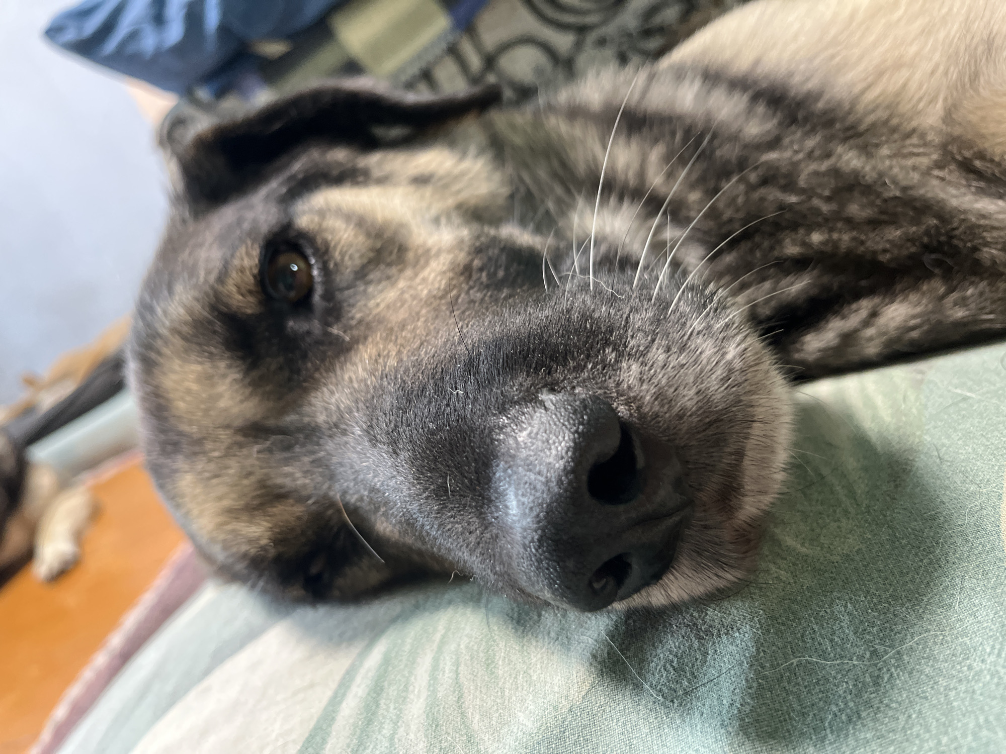 A close-up, shallow depth-of-field shot shows the face of a dog resting on a striped pillow. The dog's fur is a mix of brown and black stripes. Its eyes are closed, and its nose is prominent in the foreground. The background is blurred, showing what appears to be a bed or sofa with some fabric. The location in Nizhny Tagil, Russia, is not specified in the image.