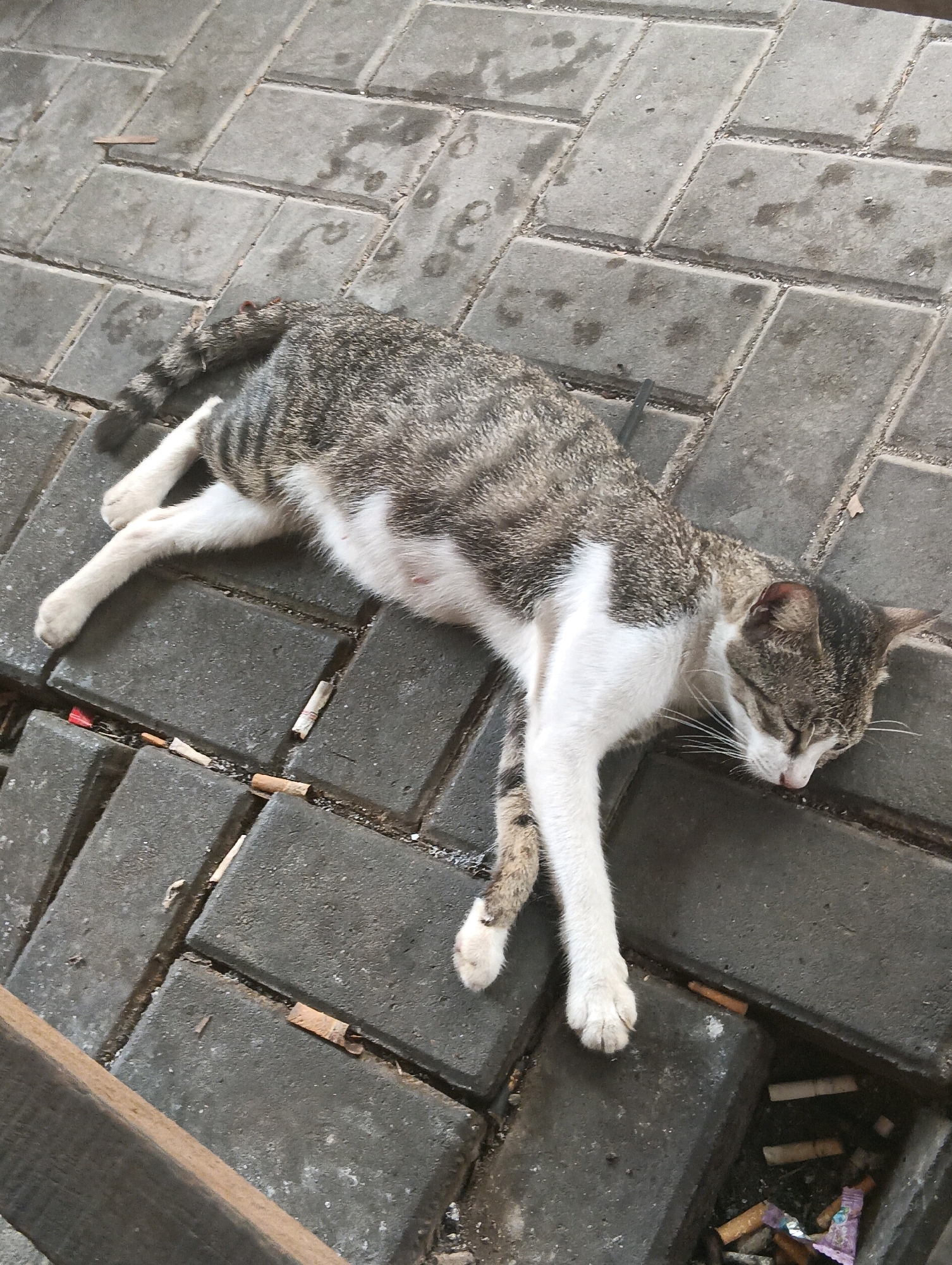 A tabby and white cat is lying on its side on a brick-paved surface, appearing to be asleep or deceased. The cat's eyes are closed, and its head is resting on its paws. The brick pavement is wet in places, suggesting recent rain. Several cigarette butts are scattered on the ground around the cat, particularly to its right. A wooden plank is visible in the lower left corner of the image. The scene appears to be outdoors, possibly in a public area given the presence of cigarette butts and the paving stones. The location is identified as Kuching, Malaysia.