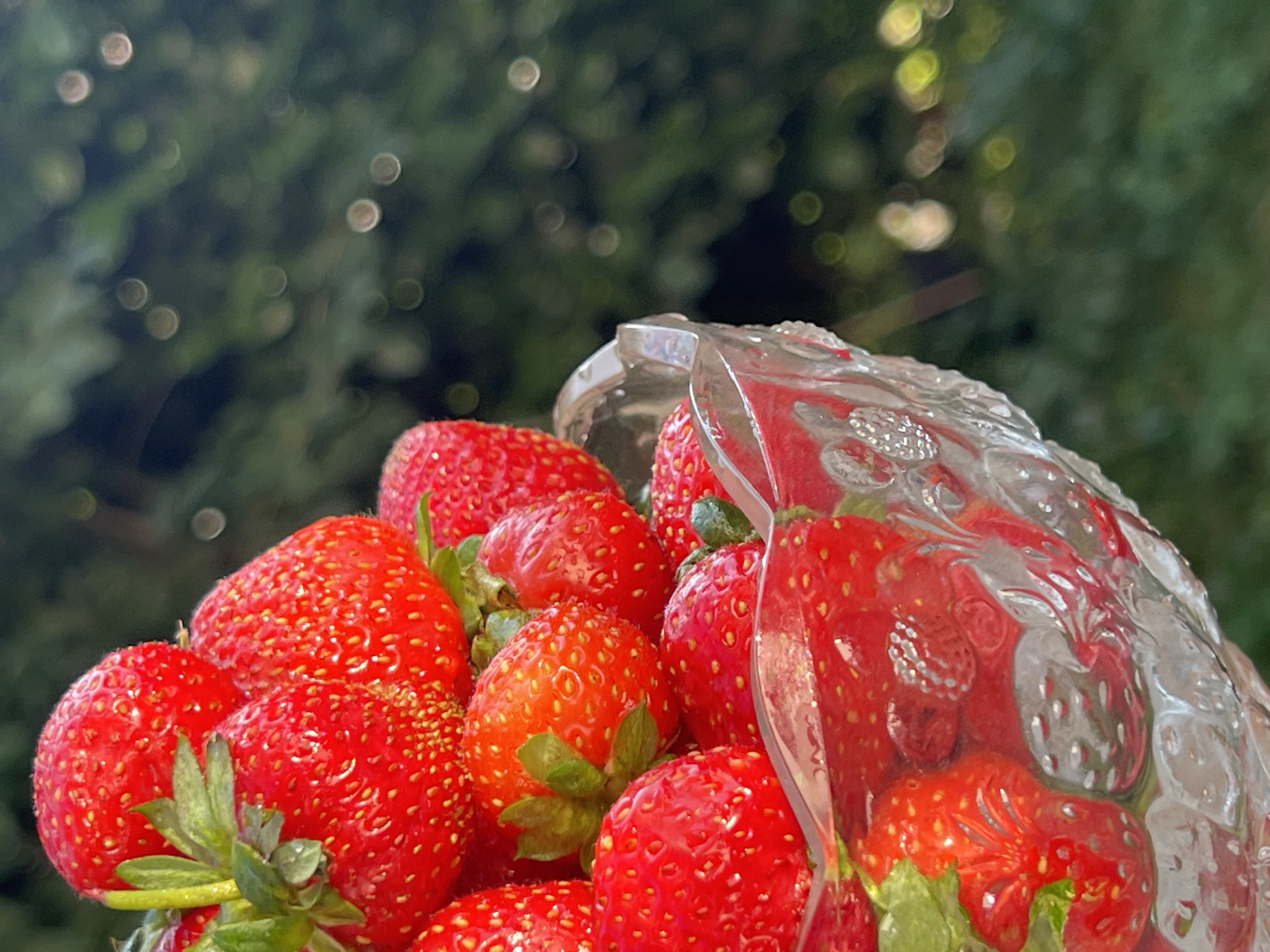 A close-up shot shows a glass bowl filled with fresh strawberries. The bowl is intricately patterned and sits in the foreground, with a portion of its base and sides visible. The strawberries are bright red and plump, with visible seeds and green stems. The background is a blurred out-of-focus green foliage, suggesting an outdoor setting, possibly a garden or park in Moosburg, Germany, where sunlight filters through the leaves creating bokeh effects. There are no people or animals present.