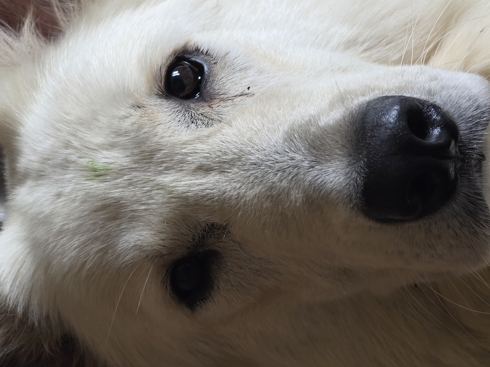 The image is a close-up, head-on shot of a white dog's face. The dog has dark eyes, a black nose, and light-colored fur. There is a small green smudge on its forehead and some dark smudges around its right eye, possibly dirt or tear stains. The background is out of focus and appears to be indoors, with a warm, neutral tone. There is no indication of the city of Речицы, Russia in the image.