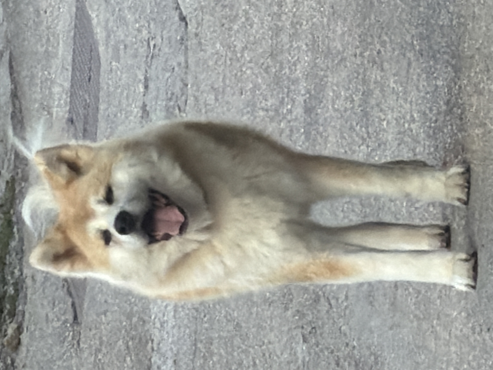 A fluffy, light brown and white dog is standing on a grey, textured surface. The dog is facing the camera with its mouth open and tongue out, appearing to pant. Its ears are perked up, and its eyes are partially closed. The background is a blurred grey surface, suggesting an outdoor, possibly urban, environment. There are no other discernible objects or people in the image.