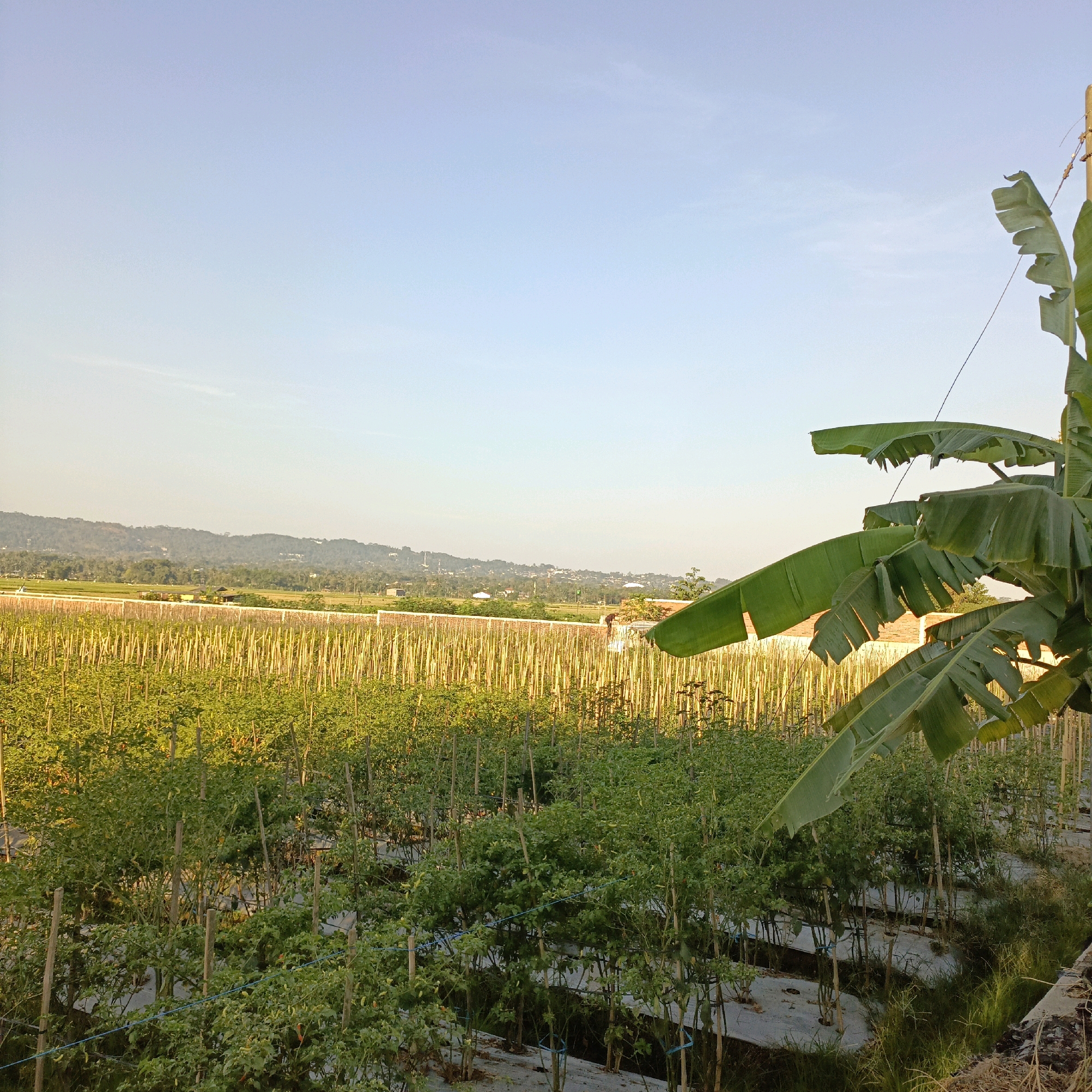 The image depicts a field of green plants, likely chili plants, in Rowosari, Indonesia. The plants are supported by wooden stakes and appear to be growing in rows, with some areas covered by white plastic sheeting. In the background, there is a low wall and further beyond, a hill covered with trees and vegetation. A clear sky with a slight haze dominates the upper portion of the image, with a large banana leaf in the foreground obscuring part of the sky and the field. The lighting suggests it is either early morning or late afternoon. There are no people visible in the image.