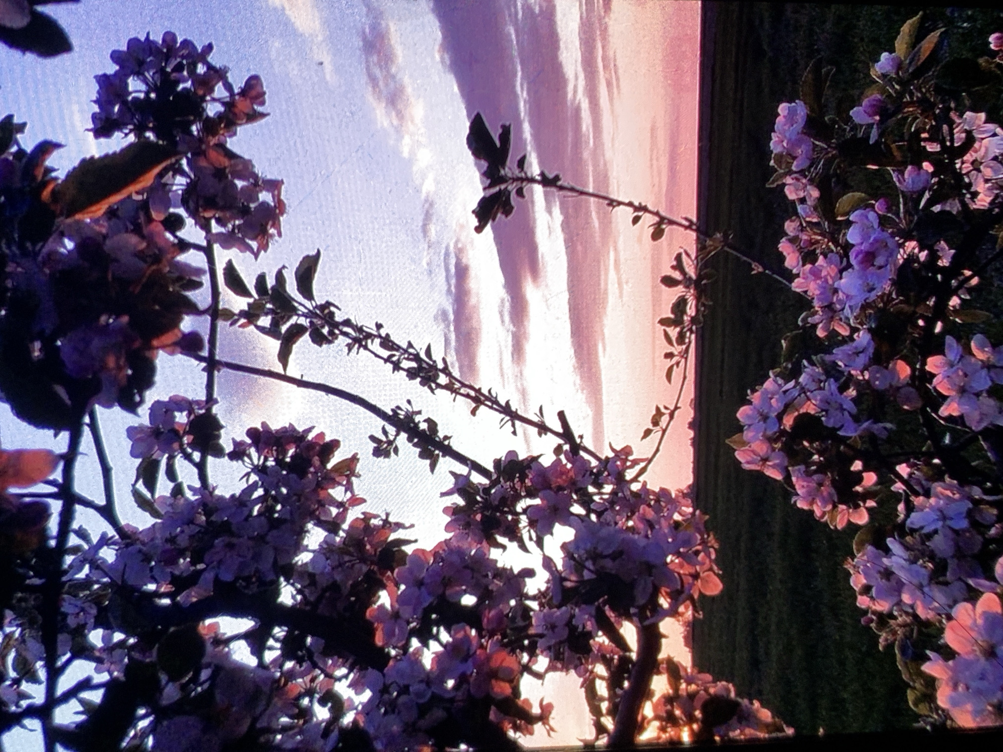 The image depicts a close-up view of flowering branches set against a backdrop of a sunset sky and a field. The flowers are pink and white, with some appearing more purple due to the lighting. The sky exhibits a gradient of colors, transitioning from a light blue at the top to shades of pink and orange closer to the horizon. Wispy clouds are scattered across the sky. In the distance, a dark green field is visible, separated from the sky by a faint horizon line. The composition is dominated by the foreground branches and blossoms, with the sunset and field serving as a softer, more distant background. There is no indication of the city of Nizhny Tagil, Russia, or any specific location. The scene is devoid of people, actions, or interactions.