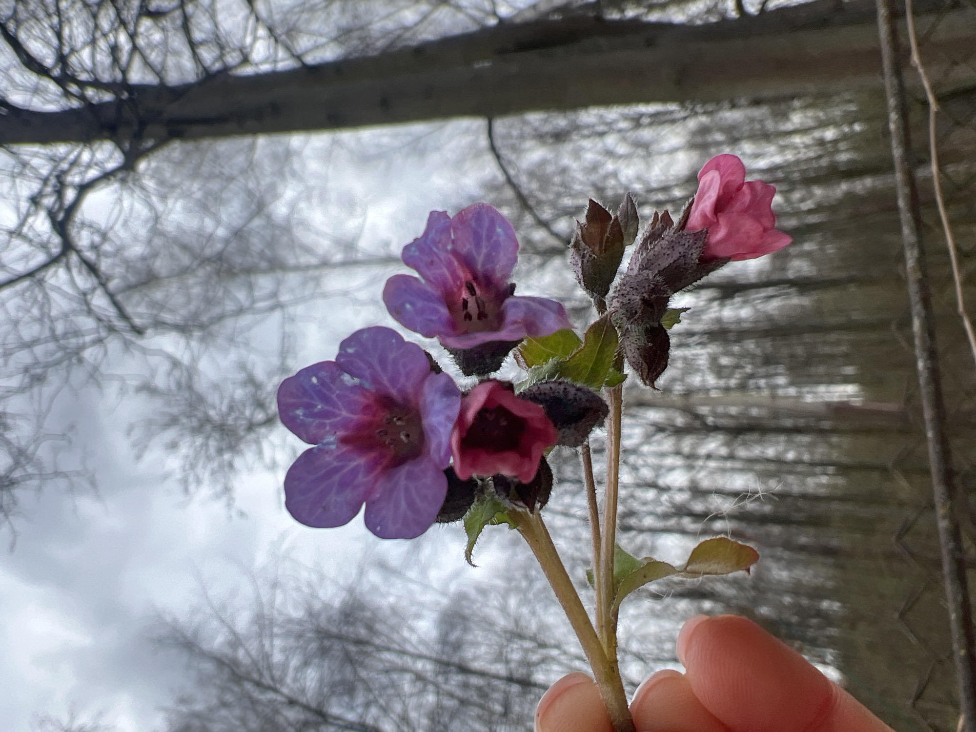The image presents a close-up view of a small cluster of purple and pink flowers held by a human hand, set against a blurred background of bare trees and an overcast sky. The flowers, possibly Lungwort, display a transition of color; two blossoms are fully open with prominent purple and bluish-purple petals, revealing dark stamens at their centers, while another is partially open and dark pink/magenta. A closed bud, also dark pink, is visible on the same stem. The calyxes and stem of the flowers appear to have a fine, whitish fuzz or frost, suggesting cold conditions.
A light-skinned hand is visible at the bottom right, gently supporting the flower stem with its fingers. The background is composed of a dense, intricate pattern of leafless tree branches and twigs, silhouetted against a bright, diffused grey sky. A darker, thicker horizontal tree trunk or branch is present in the upper background.
The scene takes place outdoors in a natural environment, likely a forest or woodland, during either late winter or early spring in Ильинская Поляна Снт, Russia. The bare trees and the fine frost on the flowers indicate a chilly season. The light is soft and even, consistent with an overcast day. No text is visible in the image.