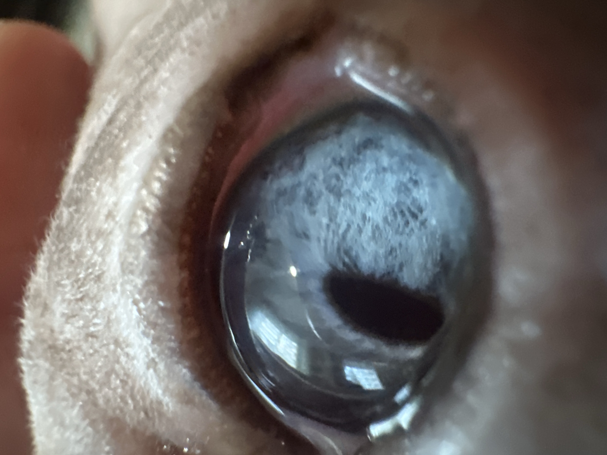 The image is an extreme close-up of a mammalian eye, likely a cat's, given the visible fur. The iris is a dark gray with a bluish-white, cloudy opacity. The pupil is a deep black oval shape, partially obscured by the cloudy iris. Reflections of horizontal blinds are visible on the surface of the eye, suggesting artificial lighting. The surrounding skin, possibly an eyelid or the area around the eye, appears pink and fleshy in some areas and covered in light brown fur in others. The texture of the fur is visible, appearing soft and downy. The overall impression is of a close examination of the eye, possibly for medical purposes. No text is visible in the image. The setting appears to be indoors, given the reflections.