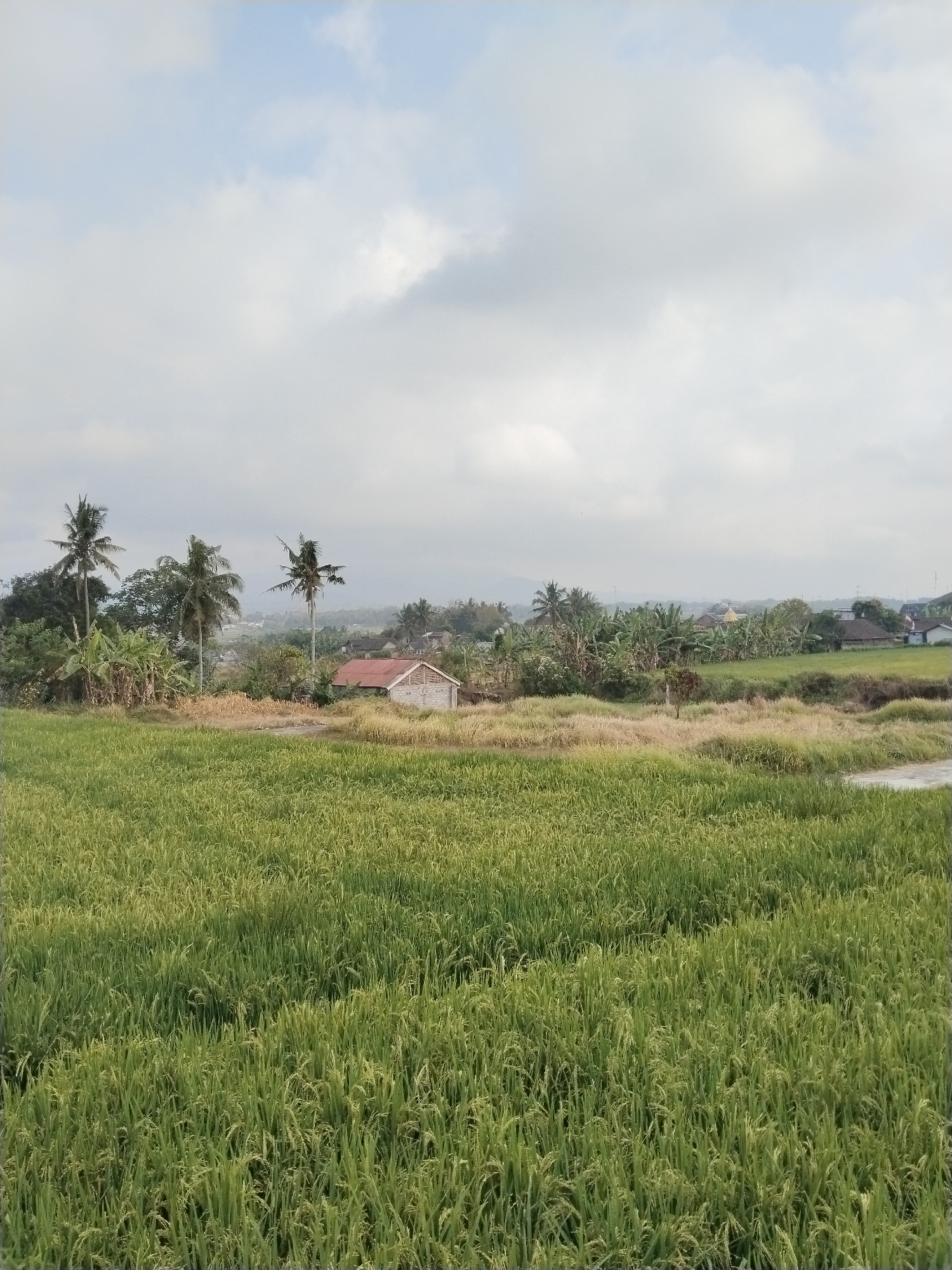 The image captures a serene rural landscape in Bandongan, Indonesia, characterized by lush green rice paddies in the foreground. A cluster of palm trees and banana plants stand on the left, creating a vertical contrast to the horizontal expanse of the fields. In the mid-ground, a small, simple structure with a red roof is visible amidst dry vegetation, suggesting a dwelling or a farm building. Further in the background, a village can be seen with more houses and trees, nestled against rolling hills under a cloudy sky. The overall impression is one of tranquility and agricultural life.