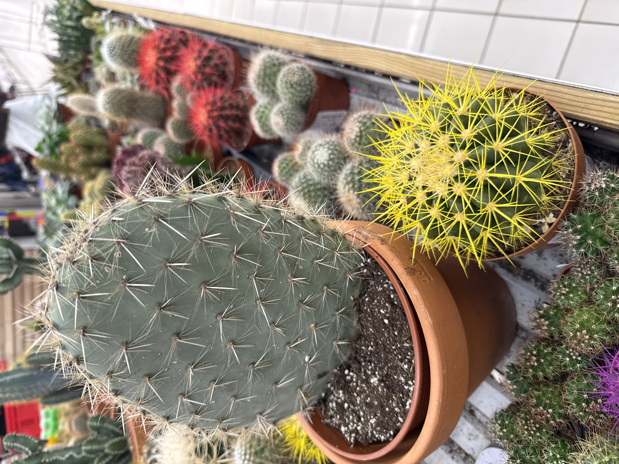 The image displays a collection of potted cacti in what appears to be a retail setting, possibly a garden center. Several varieties of cacti are visible, including a large, flat, green cactus with prominent white spines in the foreground, partially obscuring a terracotta pot filled with soil. To the right, a spherical yellow cactus with sharp, bright yellow spines is in a terracotta pot. In the background, a dense cluster of small green cacti, some with pinkish-red tips, are arranged. Another group of small, fuzzy green cacti are also visible, as well as a cactus with purple flowers. The scene is set against a background of white tiled walls and a wooden shelf or ledge. The lighting suggests an indoor environment, possibly during daylight hours. No people are clearly visible, though there are some blurred figures in the far left background. The overall impression is one of a diverse display of succulents.