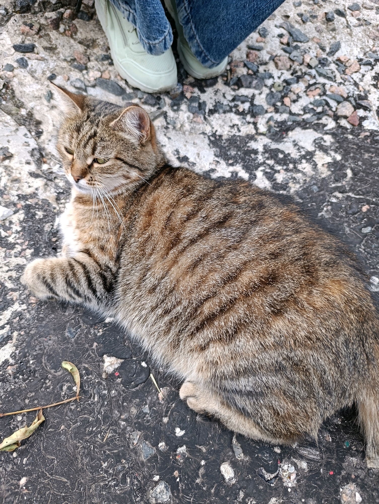 A tabby cat is lying on a dark, textured surface. The cat is mostly brown with darker stripes. Its eyes are green and it is looking to the left. In the background, a person's legs are visible, wearing blue jeans and light-colored sneakers. The ground appears to be a mixture of asphalt and possibly concrete, with small stones and debris scattered on it. There are also a couple of dried leaves near the cat. The scene is consistent with an outdoor urban environment, possibly a sidewalk or a paved area in Cherkasy, Ukraine.