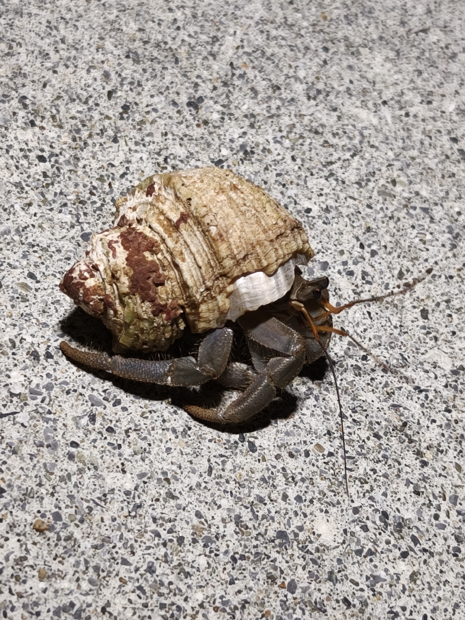 A hermit crab, its shell adorned with a mottled pattern of beige, brown, and white, rests on a textured surface composed of small, multi-colored pebbles. The crab's dark, segmented legs are extended, and its antennae are visible. The background appears to be a paved surface, likely a walkway or ground in a public area. The image is taken from a slightly elevated perspective, focusing on the hermit crab and its immediate surroundings. The lighting suggests it is daytime. The location of Miyakojima, Japan, is not visually evident in the image itself.