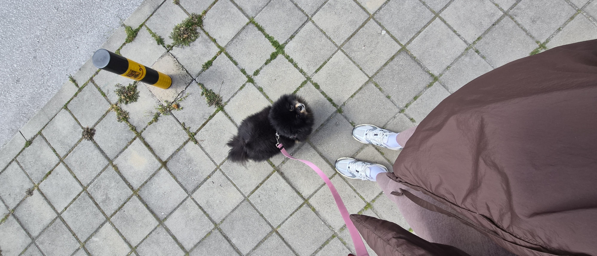 A high-angle shot depicts a small, black Pomeranian dog on a pink leash, looking up. A person stands beside the dog, wearing white sneakers and a shiny brown coat. They are on a paved walkway made of square concrete tiles with grass growing in the cracks. To the left, a yellow and black bollard sits on the edge of the walkway, next to a section of asphalt. The scene is lit by daylight, suggesting an outdoor environment.
It is not possible to confirm if this image was taken in the city of Plovdiv, Bulgaria. More information is needed.