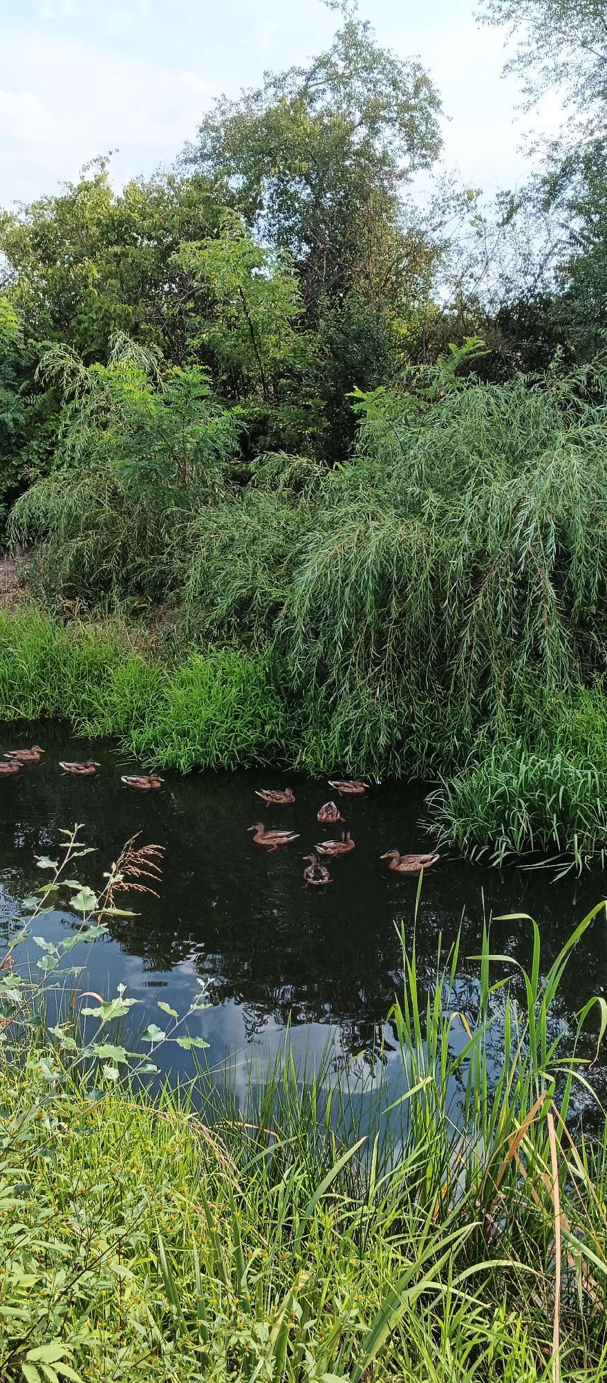 A flock of mallard ducks swims on the dark surface of a canal lined with lush green vegetation. The canal is bordered by tall, dense grasses and reeds on both sides. In the background, a dense canopy of trees with abundant green foliage forms a natural backdrop against a bright sky with scattered clouds. The water reflects the surrounding greenery and the sky. The scene appears to be in an outdoor natural setting, possibly a park or a natural reserve within the city of Berehove, Ukraine, given the presence of a canal and abundant plant life.