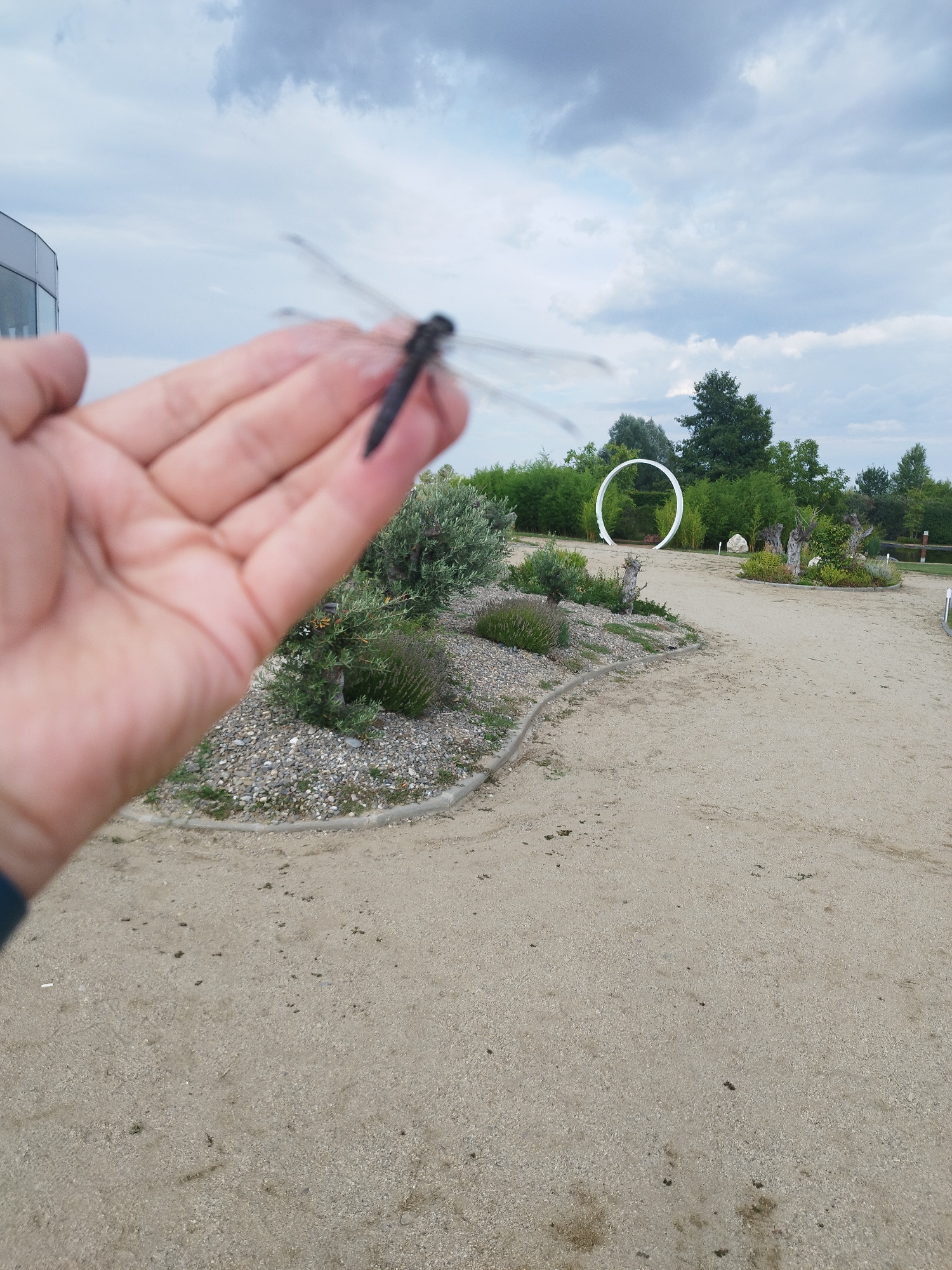 A hand, held palm upwards, is in the foreground. A dragonfly, with translucent wings, is perched on the hand. The hand is not identified. The background shows a park-like setting with sandy pathways, gravel beds, lush green bushes, and trees. In the distance, a large white circular sculpture is visible amidst the foliage. The sky above is overcast with dramatic clouds. The scene is outdoors. The specific location in the city of Săftica, Romania, is not identifiable from the image content.
